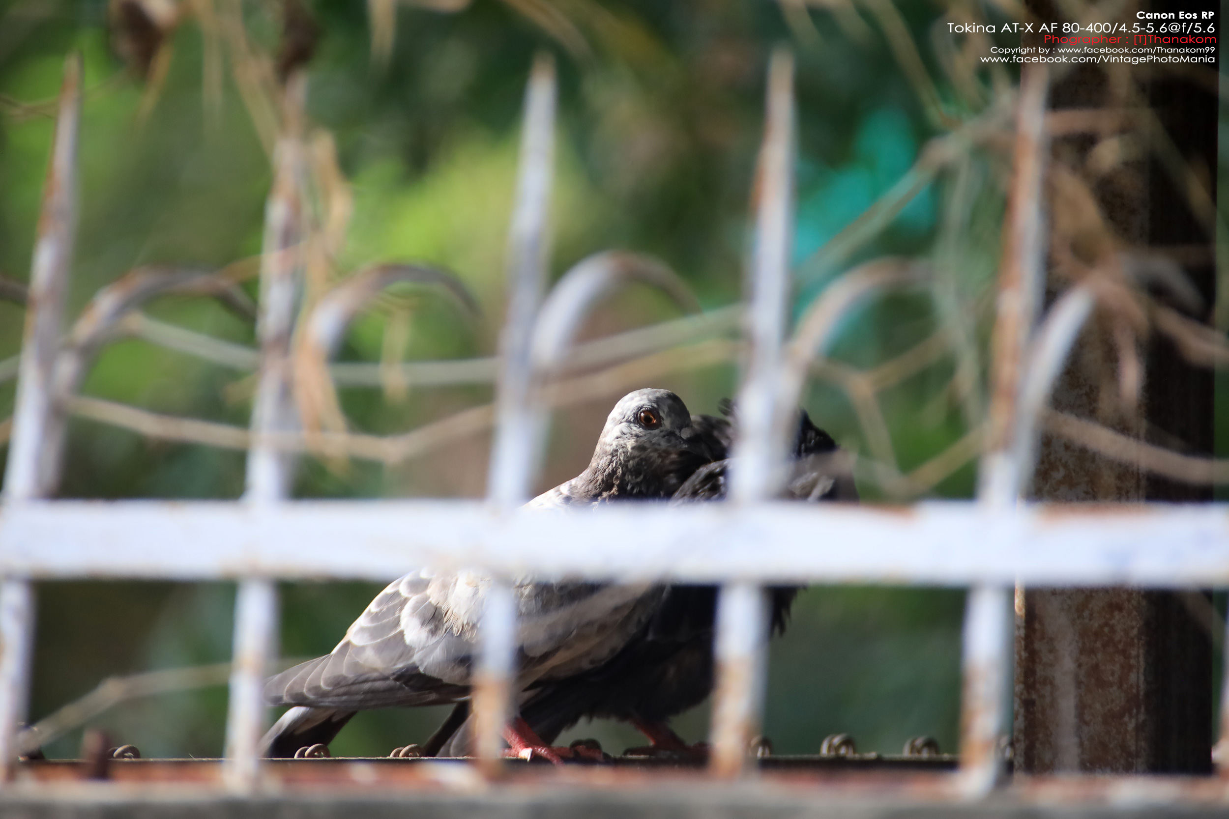 Tokina AT-X AF 100-300/4.0 Internal Focus *Nikon AF-D Mount เลนส์ซูมซูเปอร์เทเลสายถ่ายนกเอฟไม่ไหล