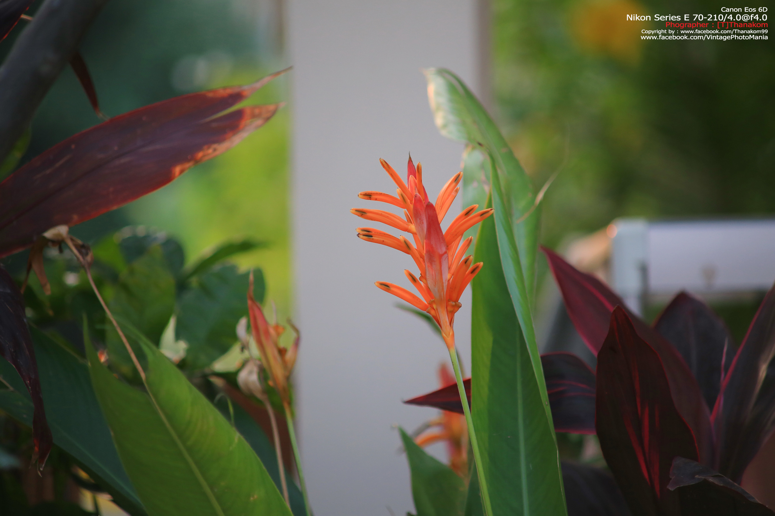 Nikon Series-E 70-210/4.0 *Nikon Ai-S Mount เลนส์มือหมุนคมๆละลายฉากหลังสวย