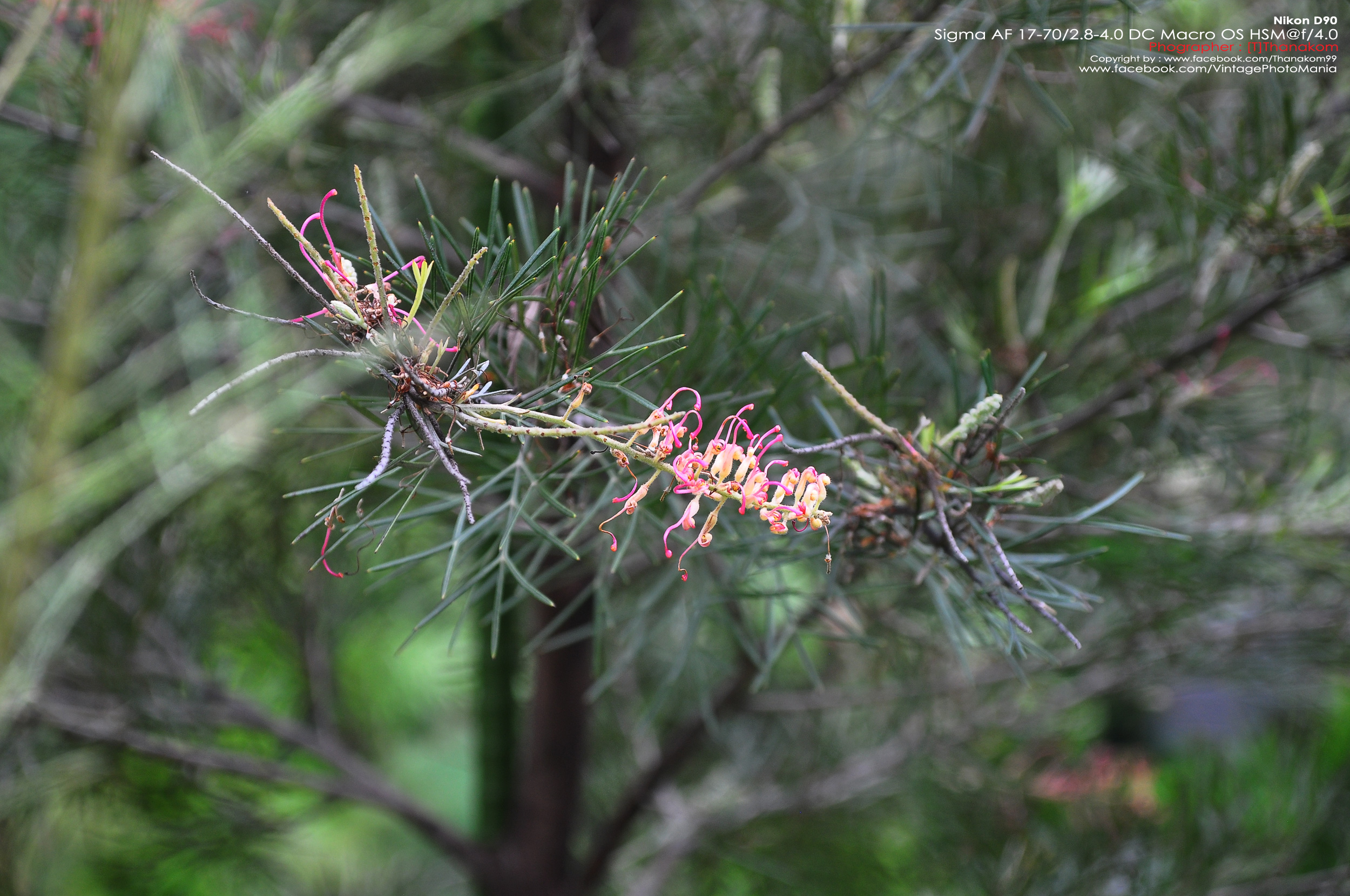 Sigma AF 17-70/2.8-4.5 DC HSM *Canon EF-S Mount [USED]