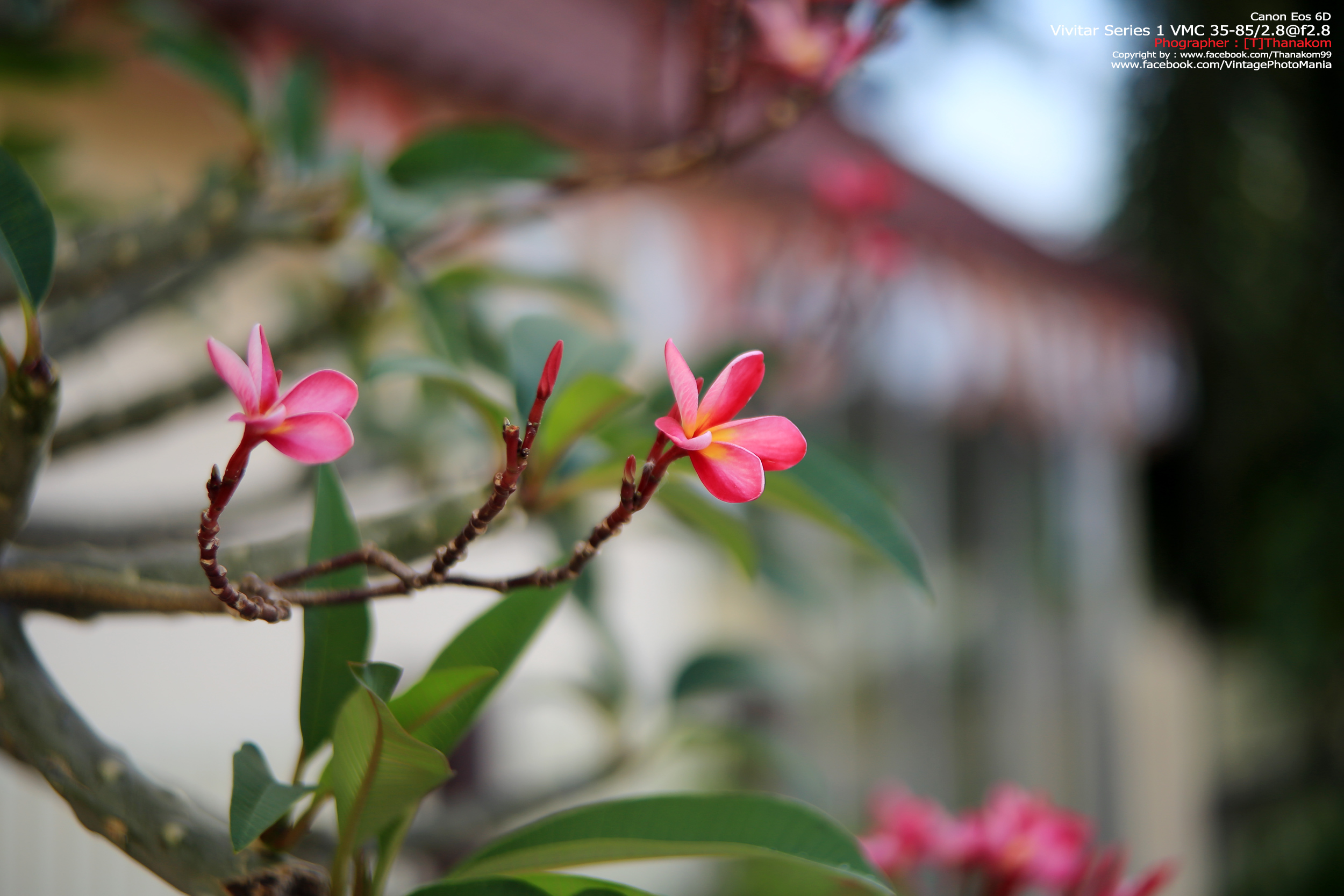 Vivitar Series-1 VMC 35-85/2.8 *FD Mount เลนส์ไวแสงที่หายากมากจากวิวิตา