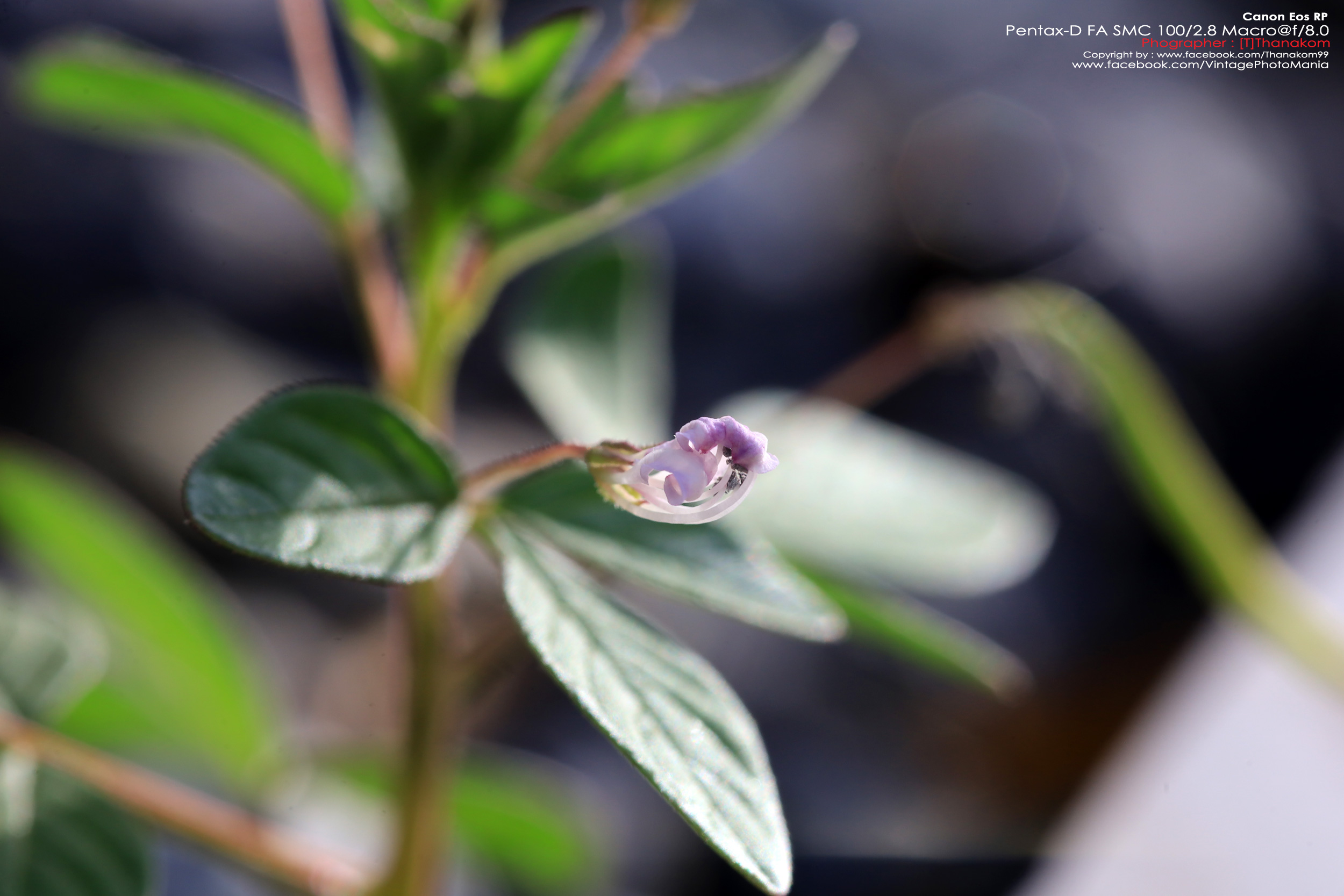 Pentax-D FA SMC 100/2.8 Macro *PK-AF Mount เลนส์มาโครตัวเล็กเบาคมๆ