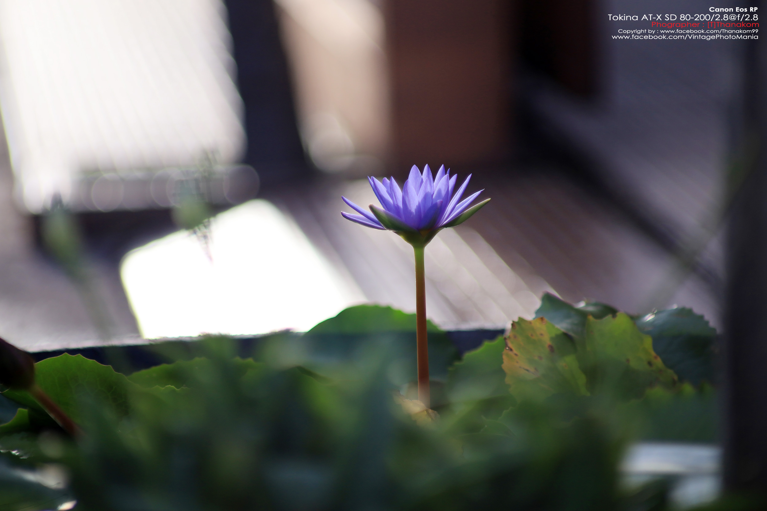 Tokina AT-X SD AF 80-200/2.8 *Canon EF Mount เลนส์เทเลละลายฉากหลังระดับโปรเอฟไม่ไหล