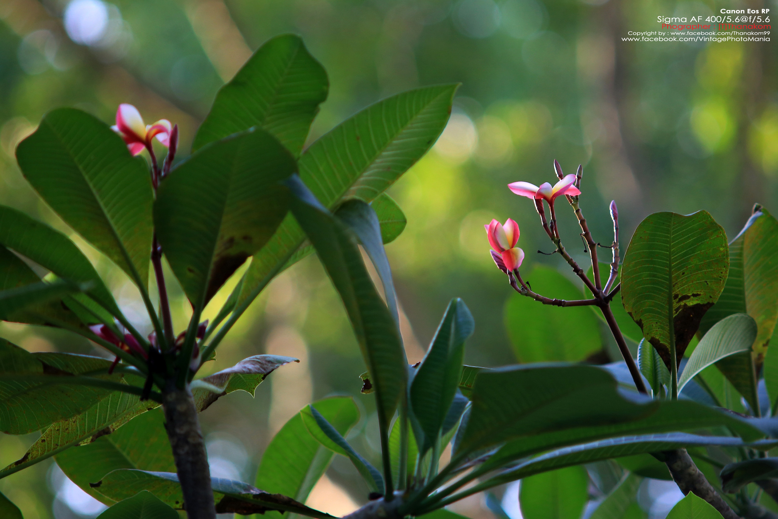 Sigma AF 400/5.6 *Nikon AF-D Mount เลนส์ซูมซูเปอร์เทเลสายถ่ายนกเอฟกว้าง