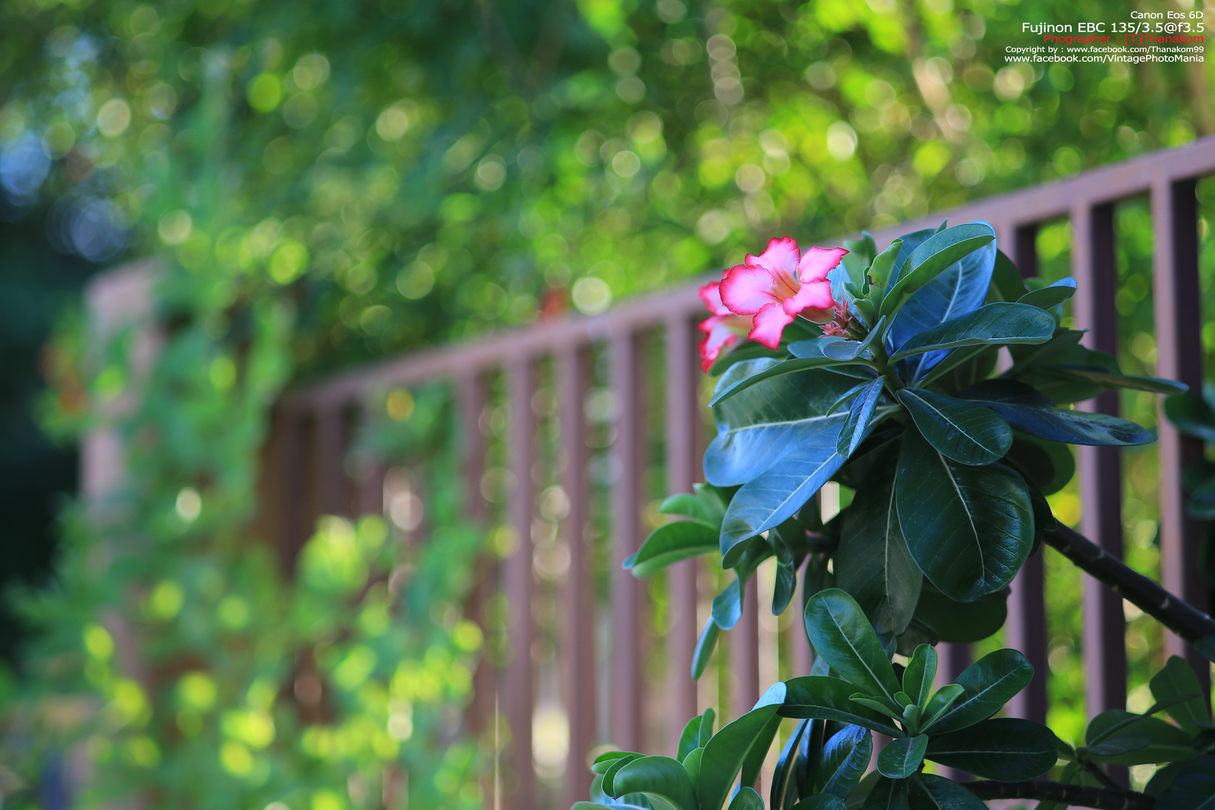 Fujinon EBC 135/3.5 *M42 Mount เลนส์พรอตเทรตตัวเล็กรุ่นหายากของมือหมุนฟูจิ