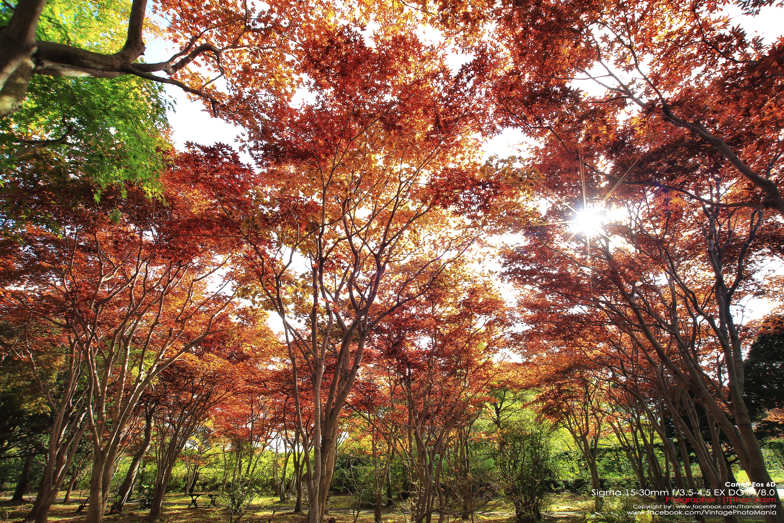 Sigma AF 15-30/3.5-4.5D EX DG Aspherical[IF] *Nikon AF-D Mount เลนส์ไวด์สุดๆรองรับกล้องฟูลเฟรม