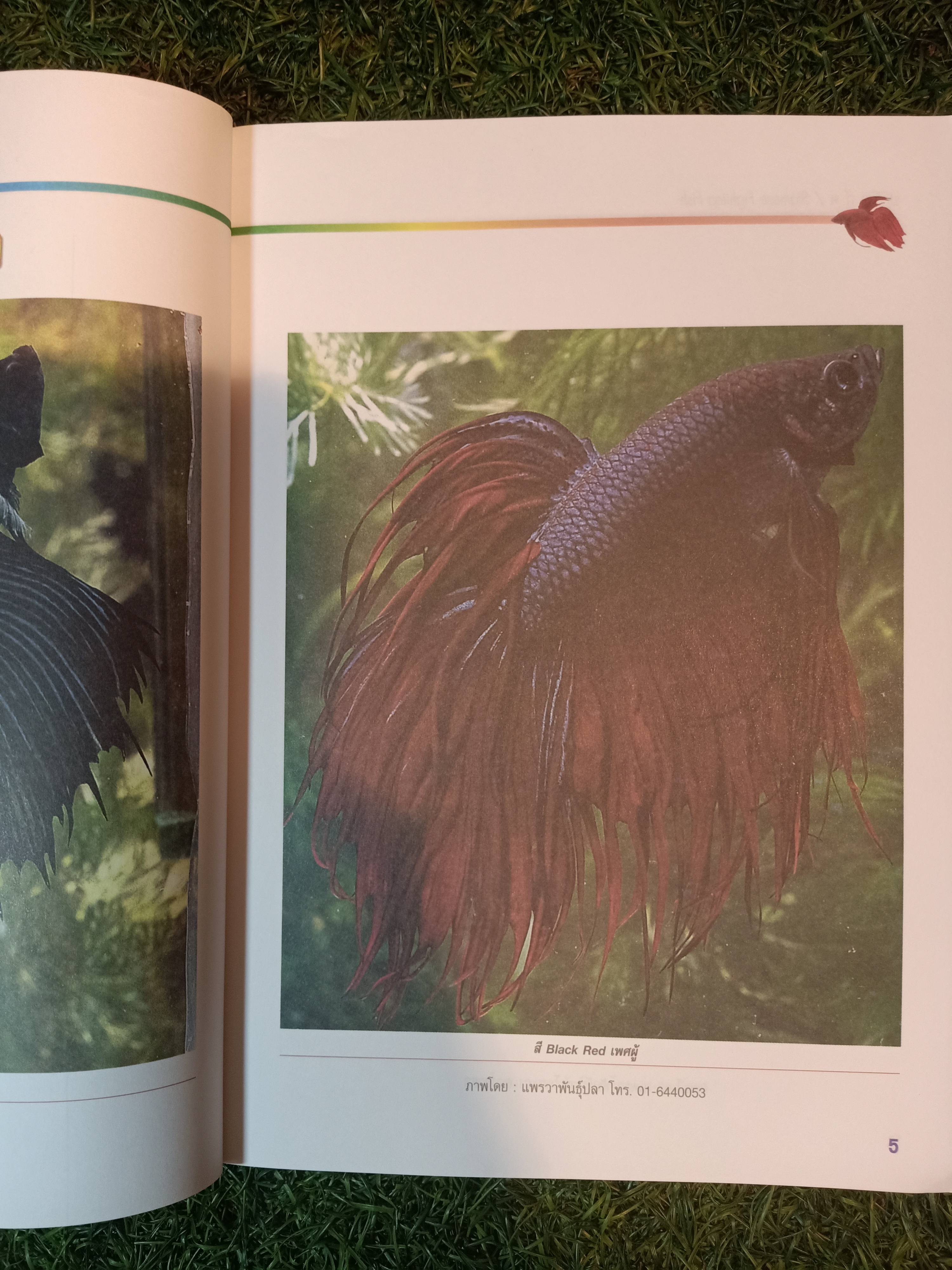 สายพันธุ์และการเพาะเลี้ยง ปลากัด / ธนากร ฤทธิ์ไธสง