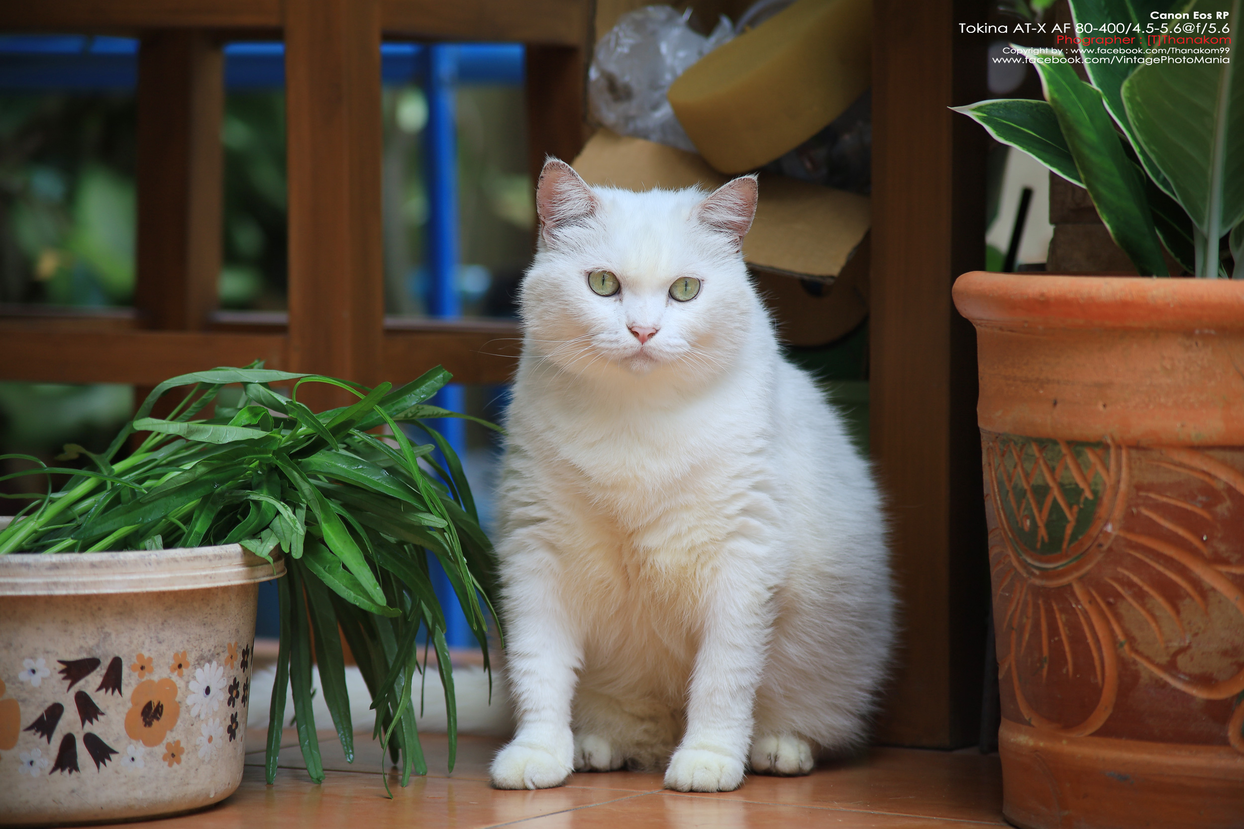 Tokina AT-X AF 100-300/4.0 Internal Focus *Nikon AF-D Mount เลนส์ซูมซูเปอร์เทเลสายถ่ายนกเอฟไม่ไหล