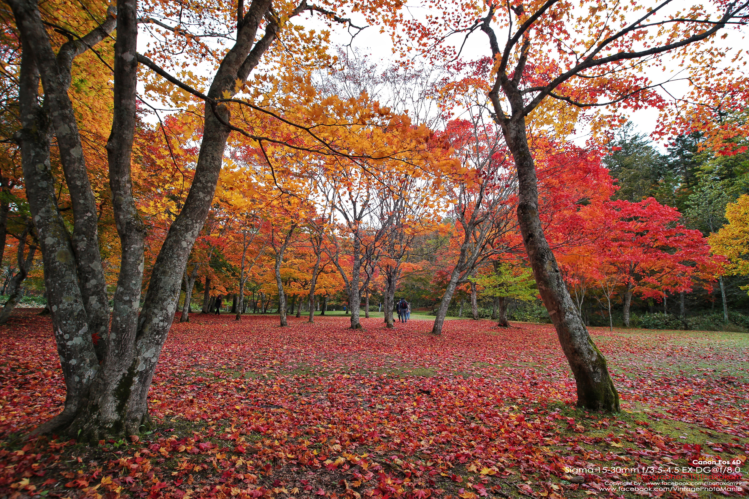 Sigma AF 15-30/3.5-4.5D EX DG Aspherical[IF] *Nikon AF-D Mount เลนส์ไวด์สุดๆรองรับกล้องฟูลเฟรม