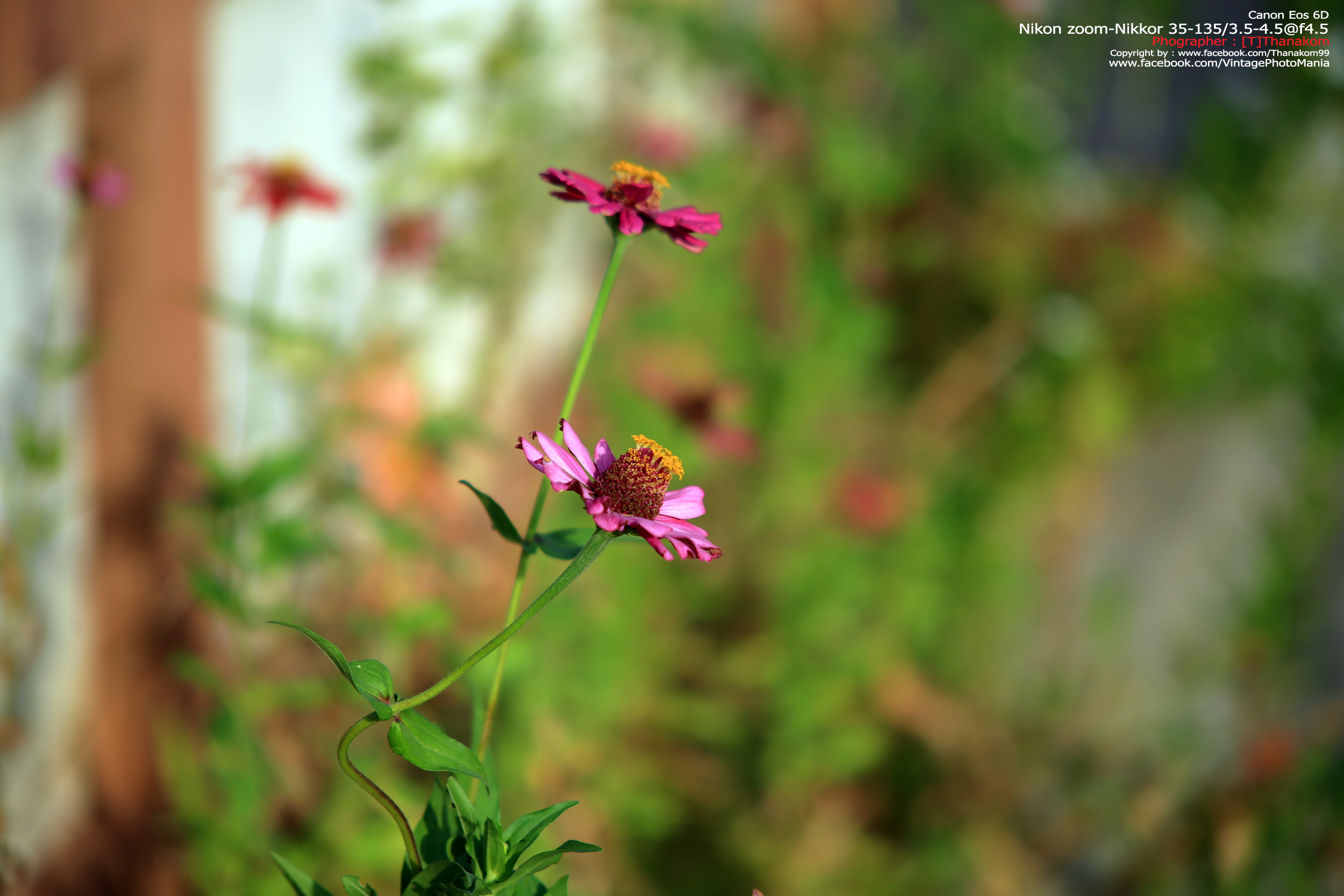 Nikon Zoom-Nikkor 35-135/3.5-4.5 *Nikon Ai-S Mount เลนส์ซูมอเนกประสงค์