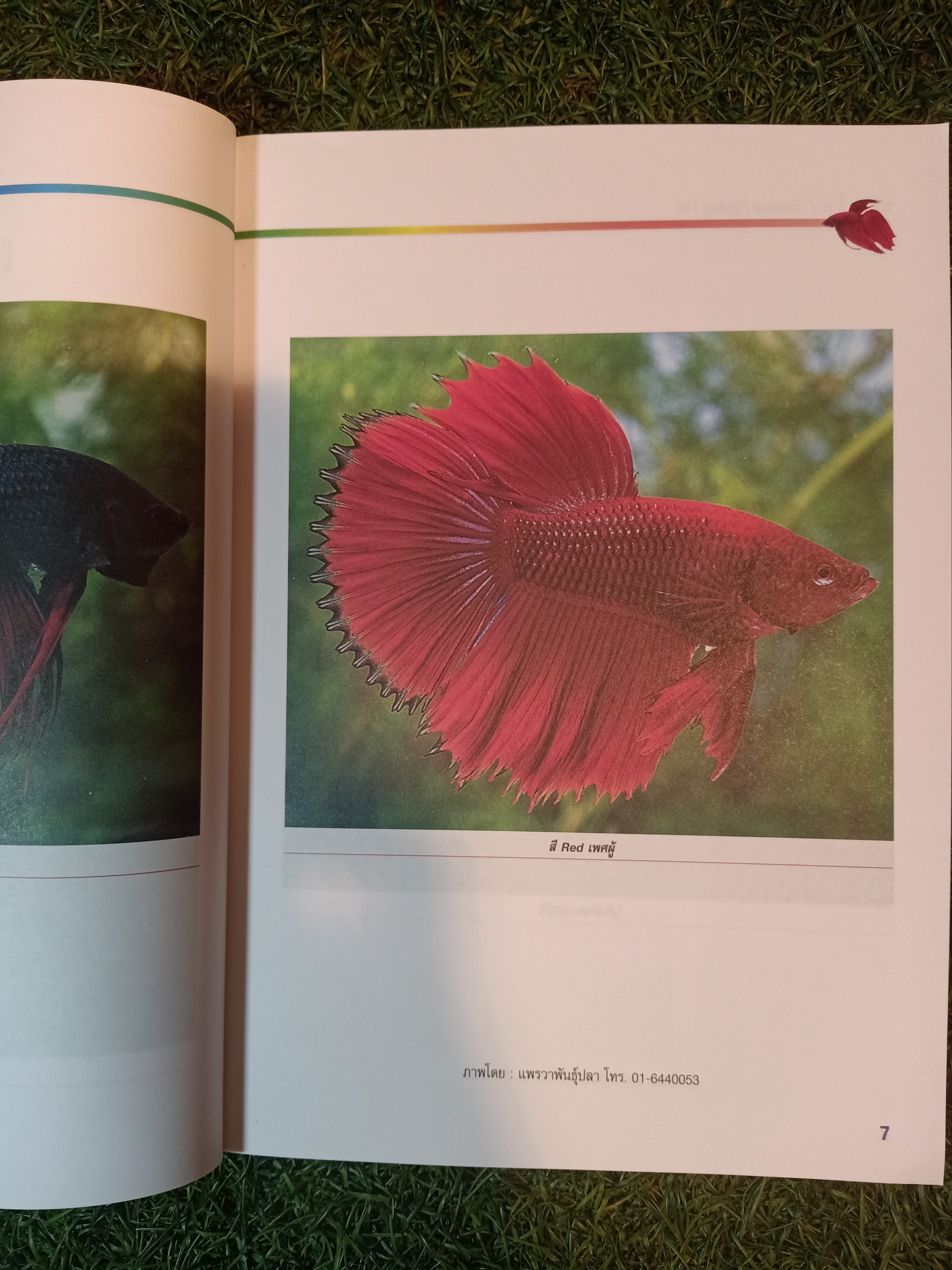 สายพันธุ์และการเพาะเลี้ยง ปลากัด / ธนากร ฤทธิ์ไธสง