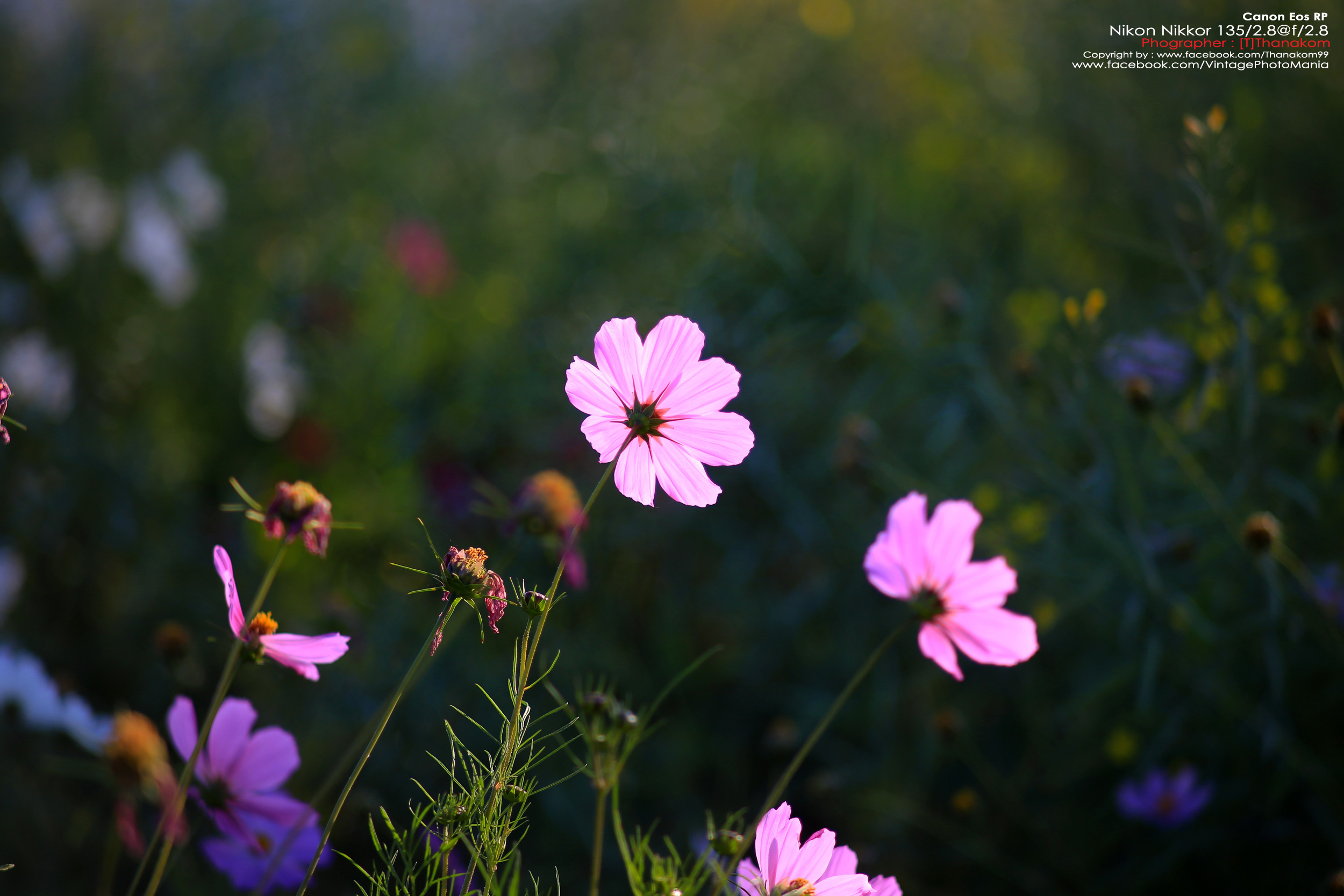 Nikon Nikkor-Q 135/2.8 *Nikon Ai-S Mount เลนส์พรอตเทรตคมๆละลายหลังสวย