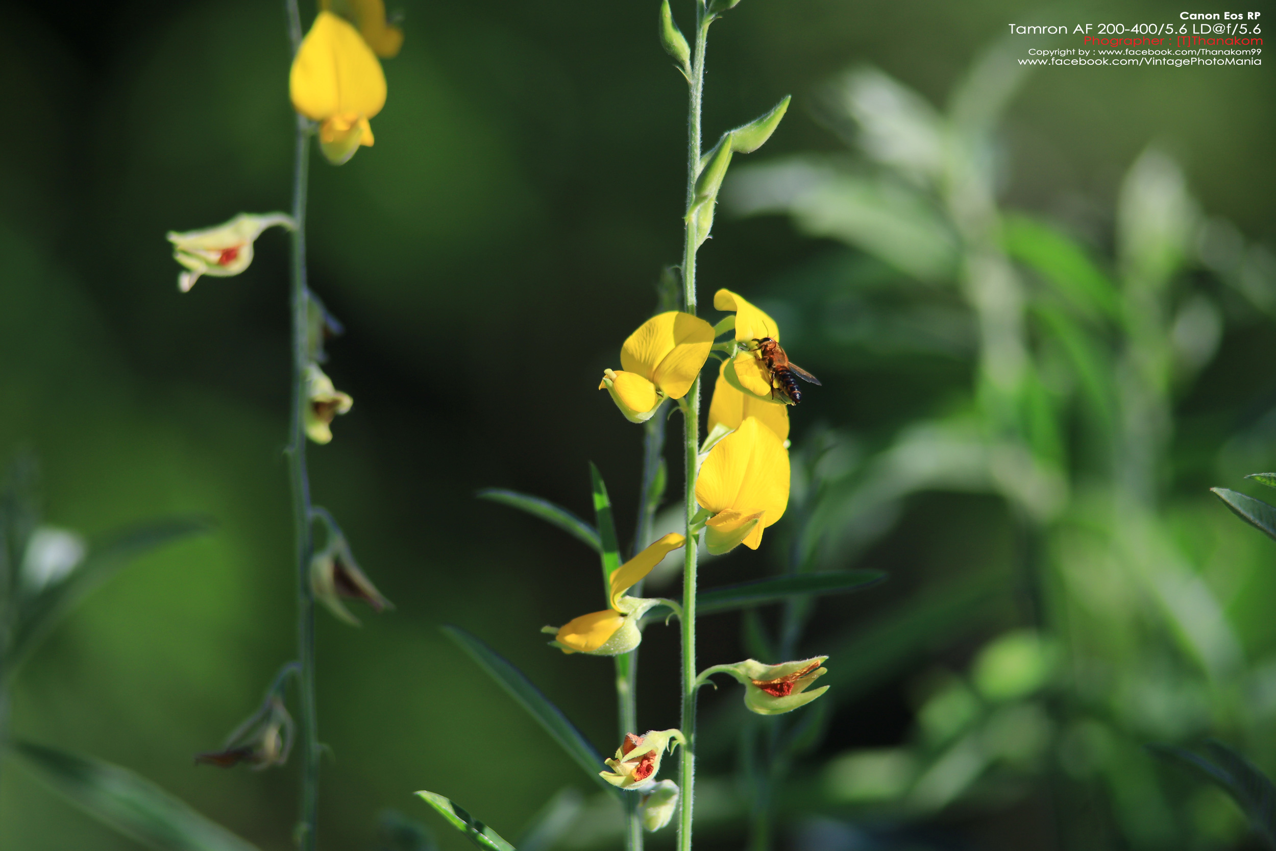 Tamron AF 200-400/5.6 LD *Canon EF เลนส์ซูมซูเปอร์เทเลสายถ่ายนกเอฟไม่ไหล