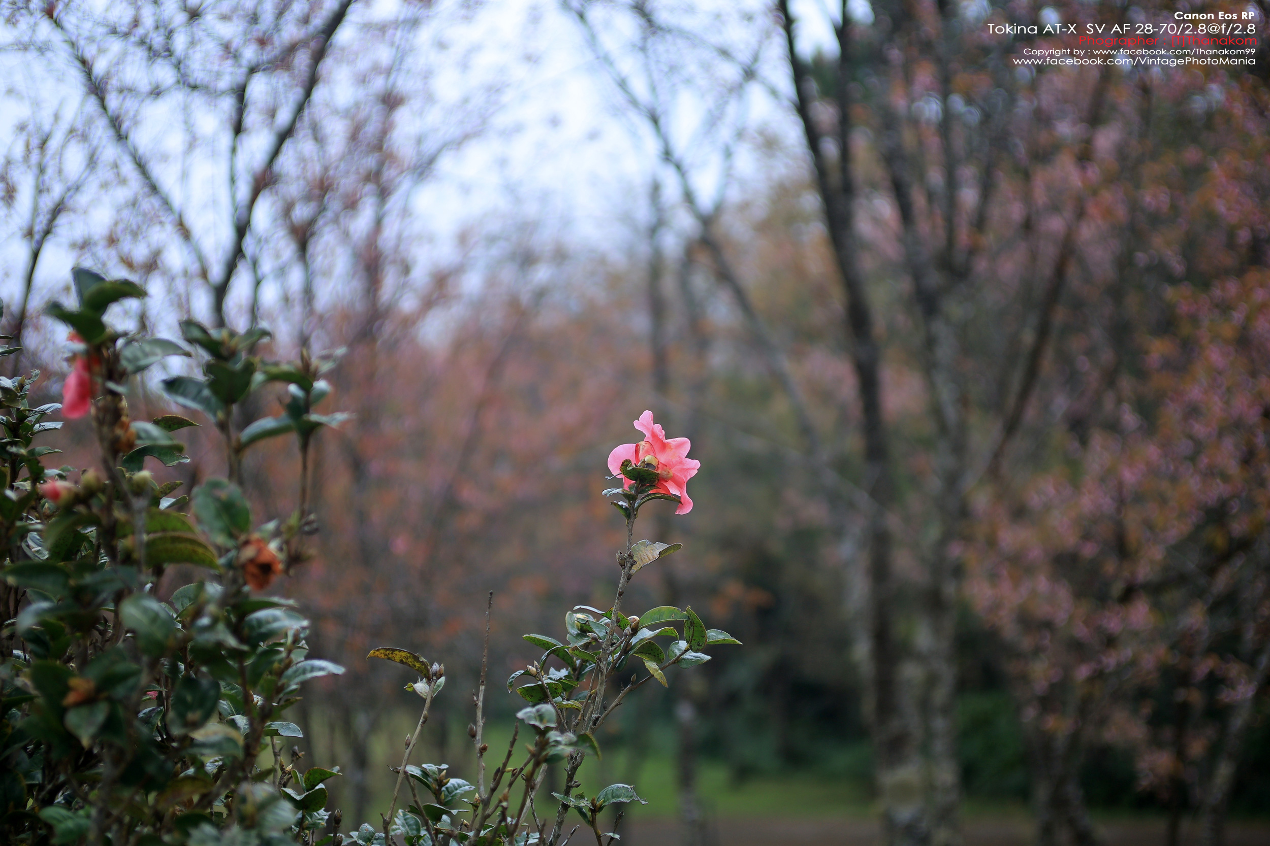 Tokina AT-X PRO AF 28-70/2.8 *Nikon AF-D Mount เลนส์ซูมเกรดโปรเอฟไม่ไหล