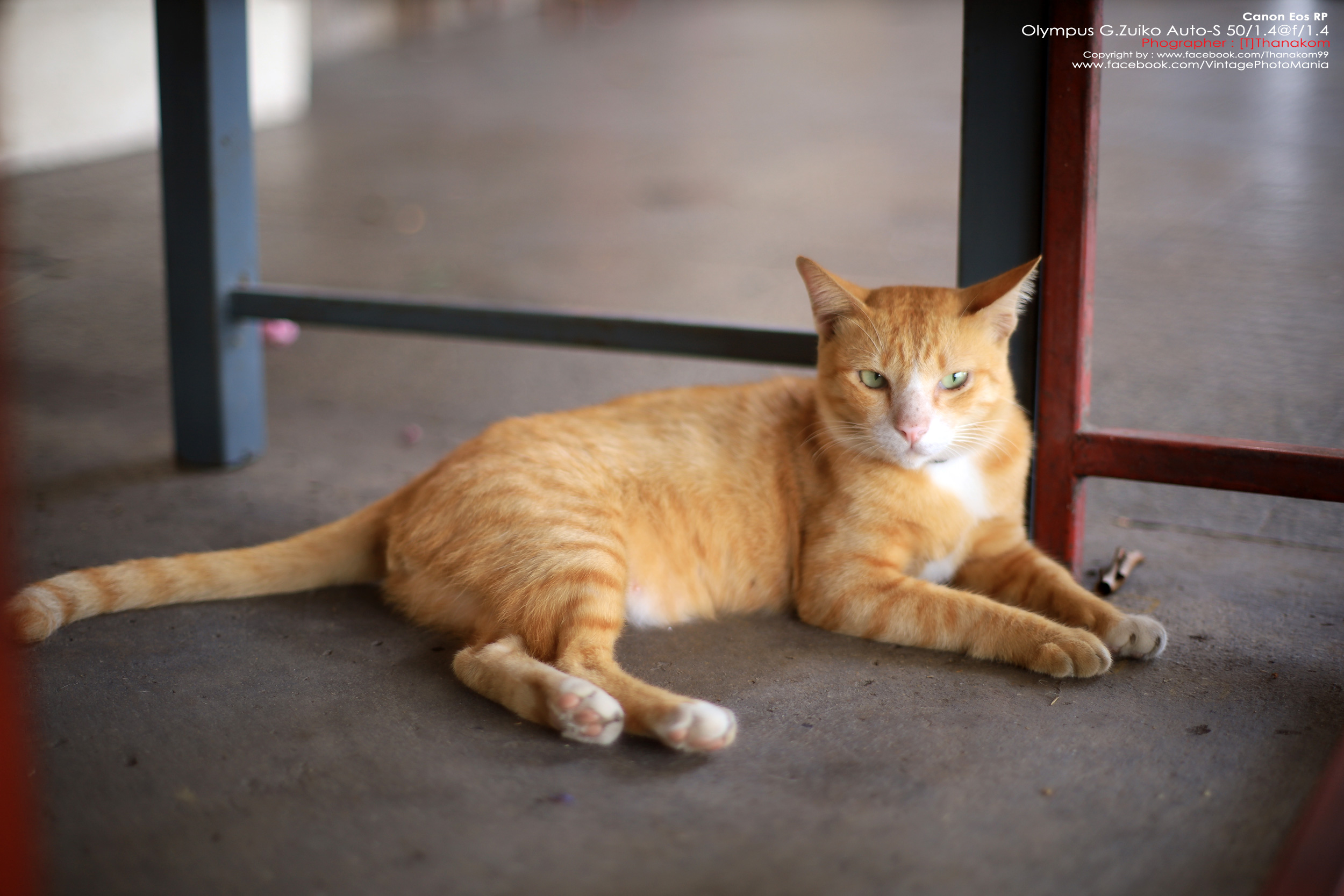 Olympus G.Zuiko Auto-S 50/1.4 *OM Mount เลนส์ไวแสงละลายฉากหลังสวย