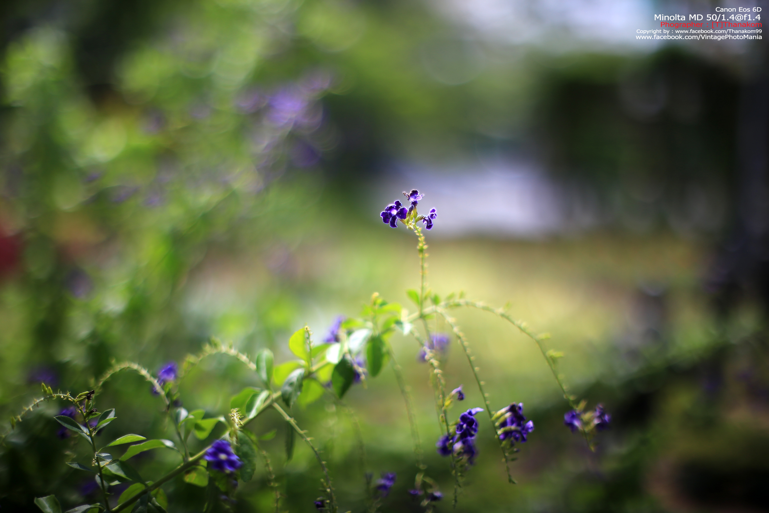 Minolta MC Rokkor-PG 50/1.4 *MD Mount เลนส์ไวแสงละลายฉากหลังสวย