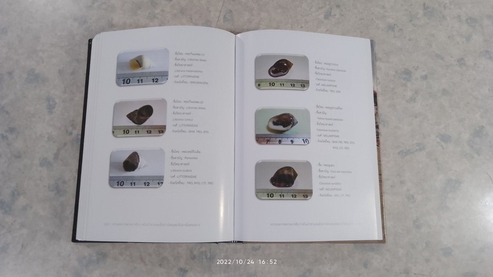 ความหลากหลายทางชีวภาพในป่าชายเลน ฝั่งอ่าวไทยและอันดามันตอนล่าง