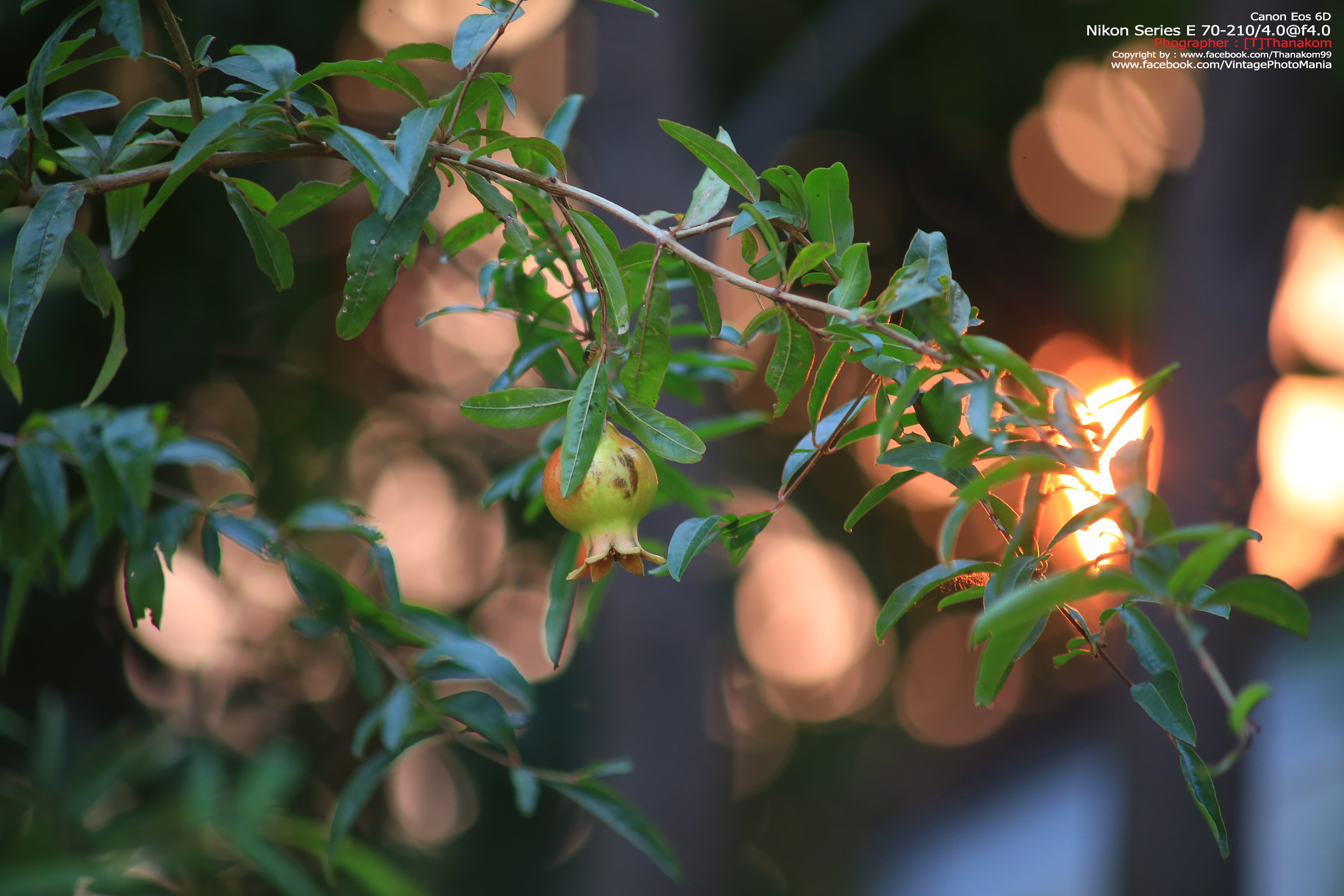 Nikon Series-E 70-210/4.0 *Nikon Ai-S Mount เลนส์มือหมุนคมๆละลายฉากหลังสวย