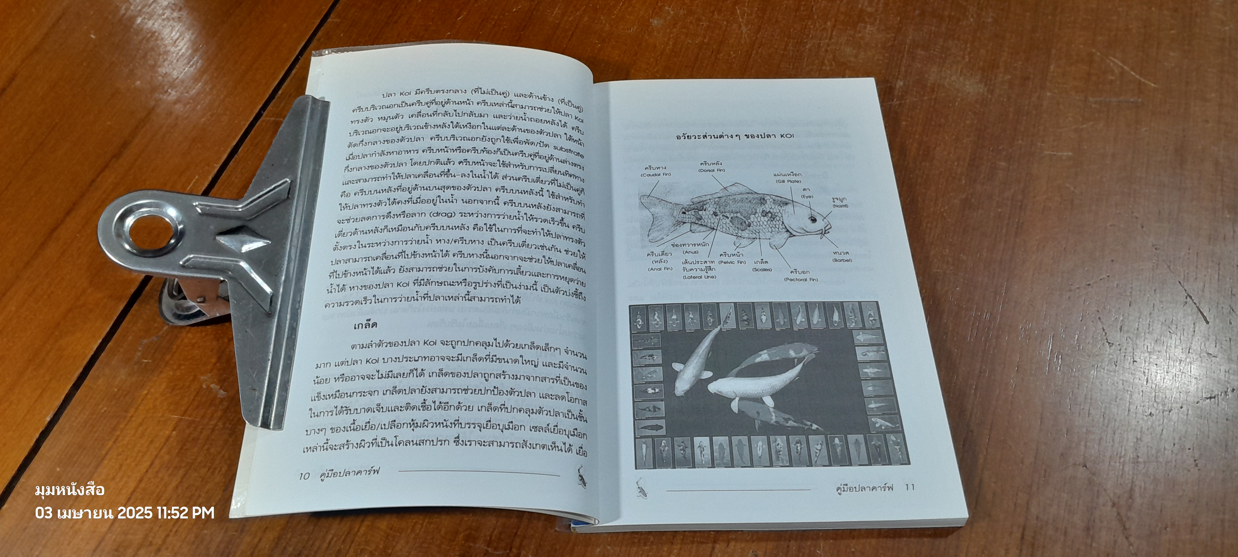 คู่มือปลาคาร์ฟ / ปกรณ์ ชินไพศาล