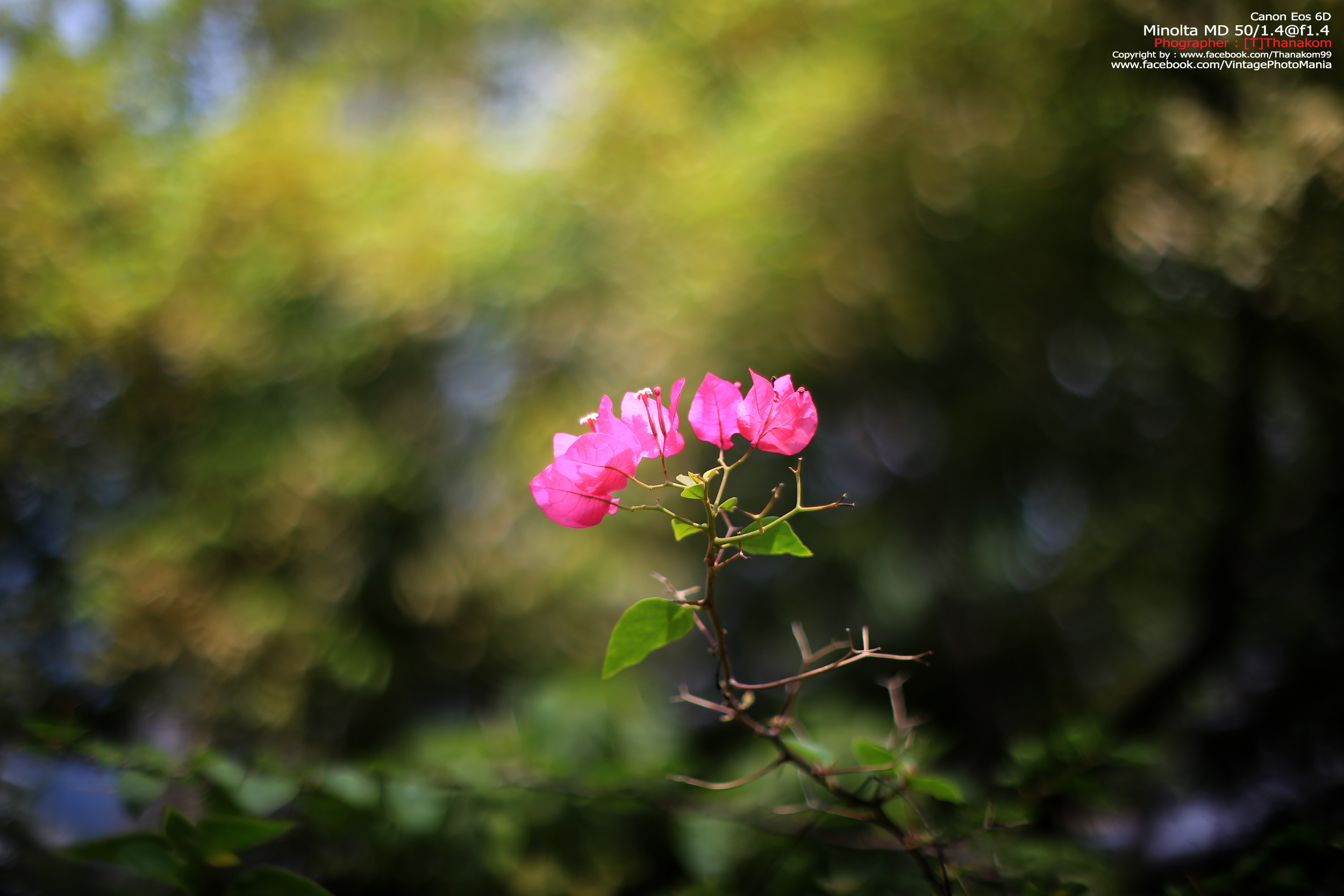 Minolta MC Rokkor-PG 50/1.4 *MD Mount เลนส์ไวแสงละลายฉากหลังสวย