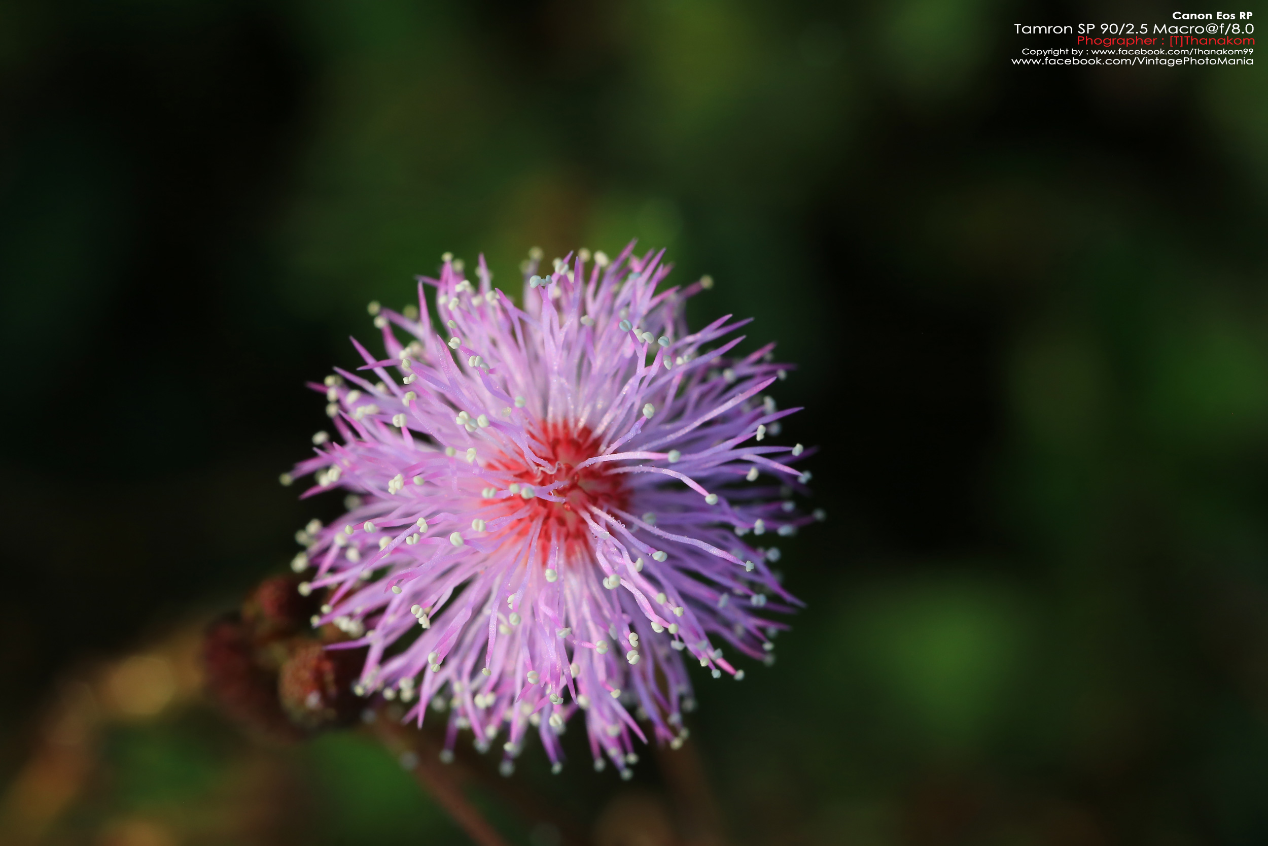 Tamron SP AF 90/2.5 Macro *Nikon AF-D Mount เลนส์มาโครพรอตเทรตสำหรับกล้อง Nikon DSLR