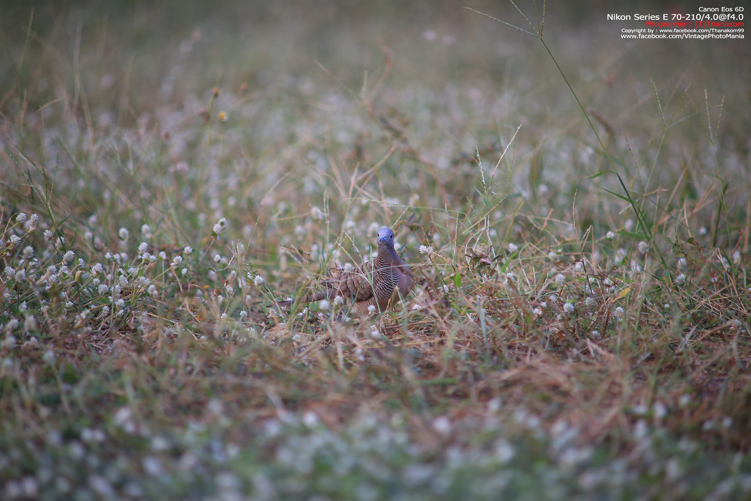 Nikon Series-E 70-210/4.0 *Nikon Ai-S Mount เลนส์มือหมุนคมๆละลายฉากหลังสวย