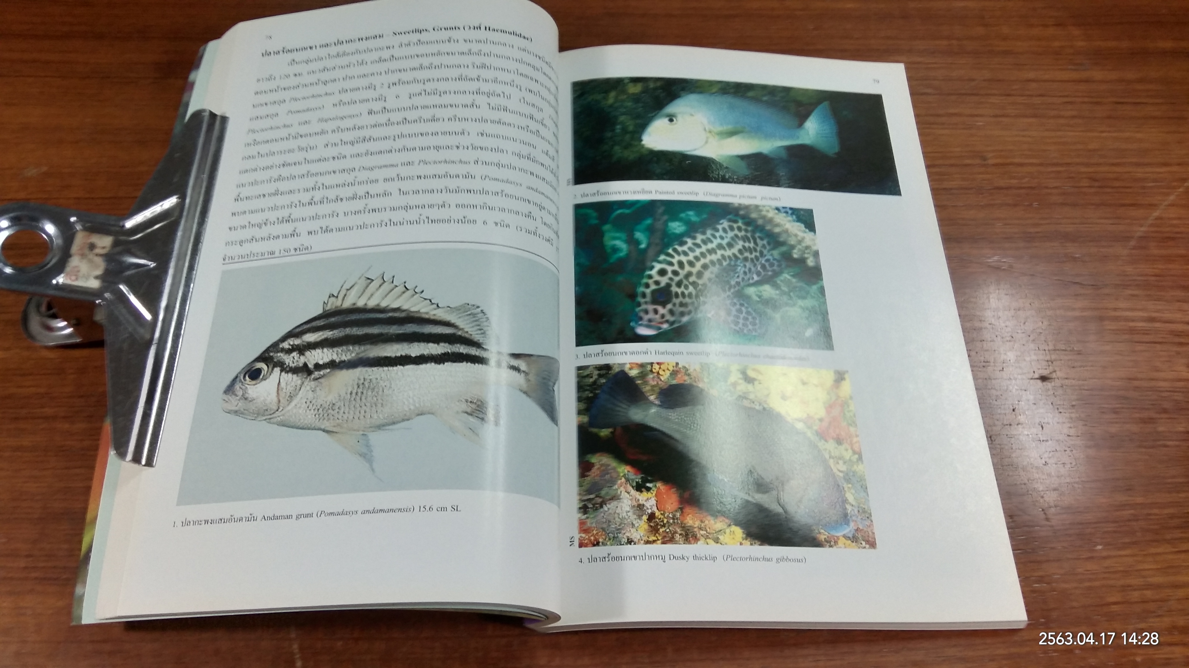 คู่มือปลาในแนวปะการัง ฝั่งทะเลอันดามันของประเทศไทย / กรมทรัพยากรทางทะเลชายฝั่ง