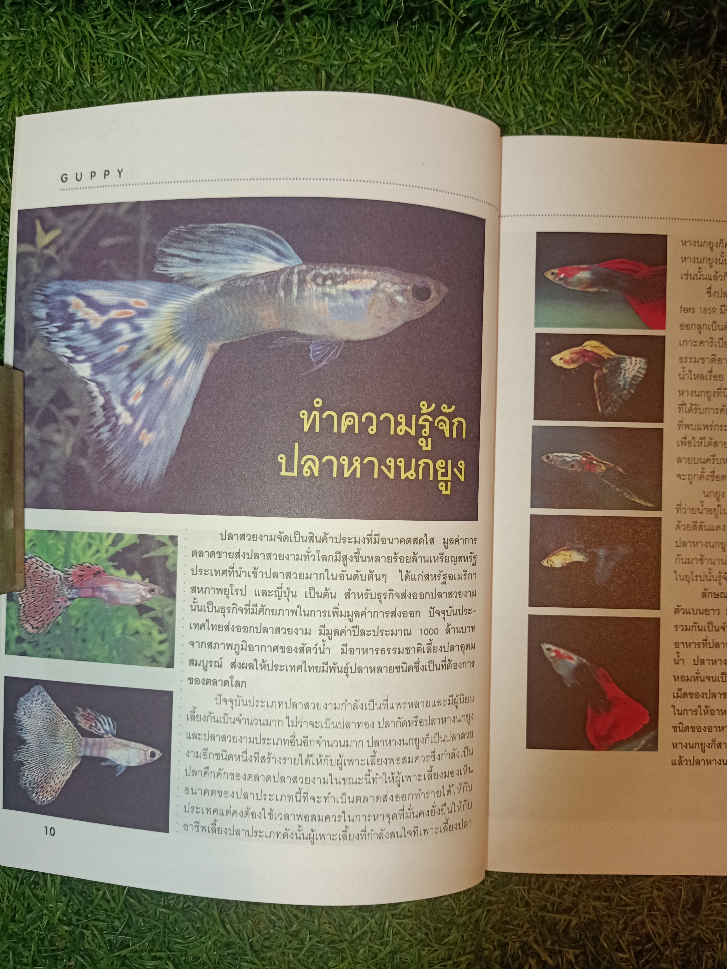 สายพันธุืและการเพาะเลี้ยง ปลาหางนกยูง GUPPY / กฤษณา แก้วชะอุ่ม ภีระ ไกรแสงศรี