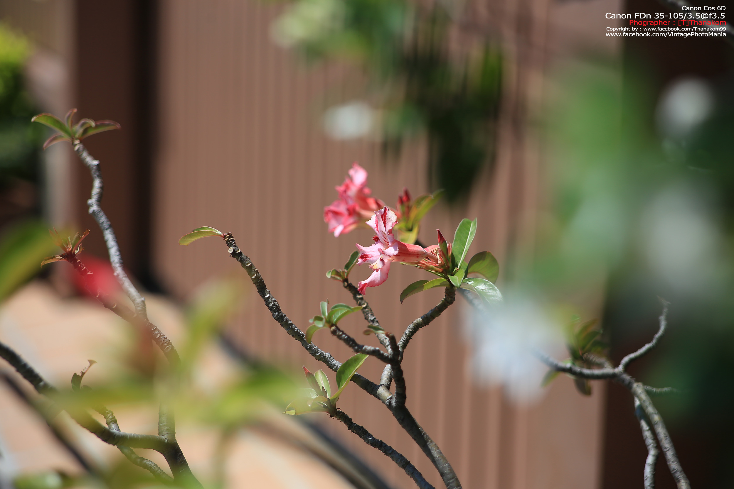 Canon FD 35-105/3.5 *FD Mount เลนส์อเนกประสงค์ไวแสงเอฟไม่ไหล