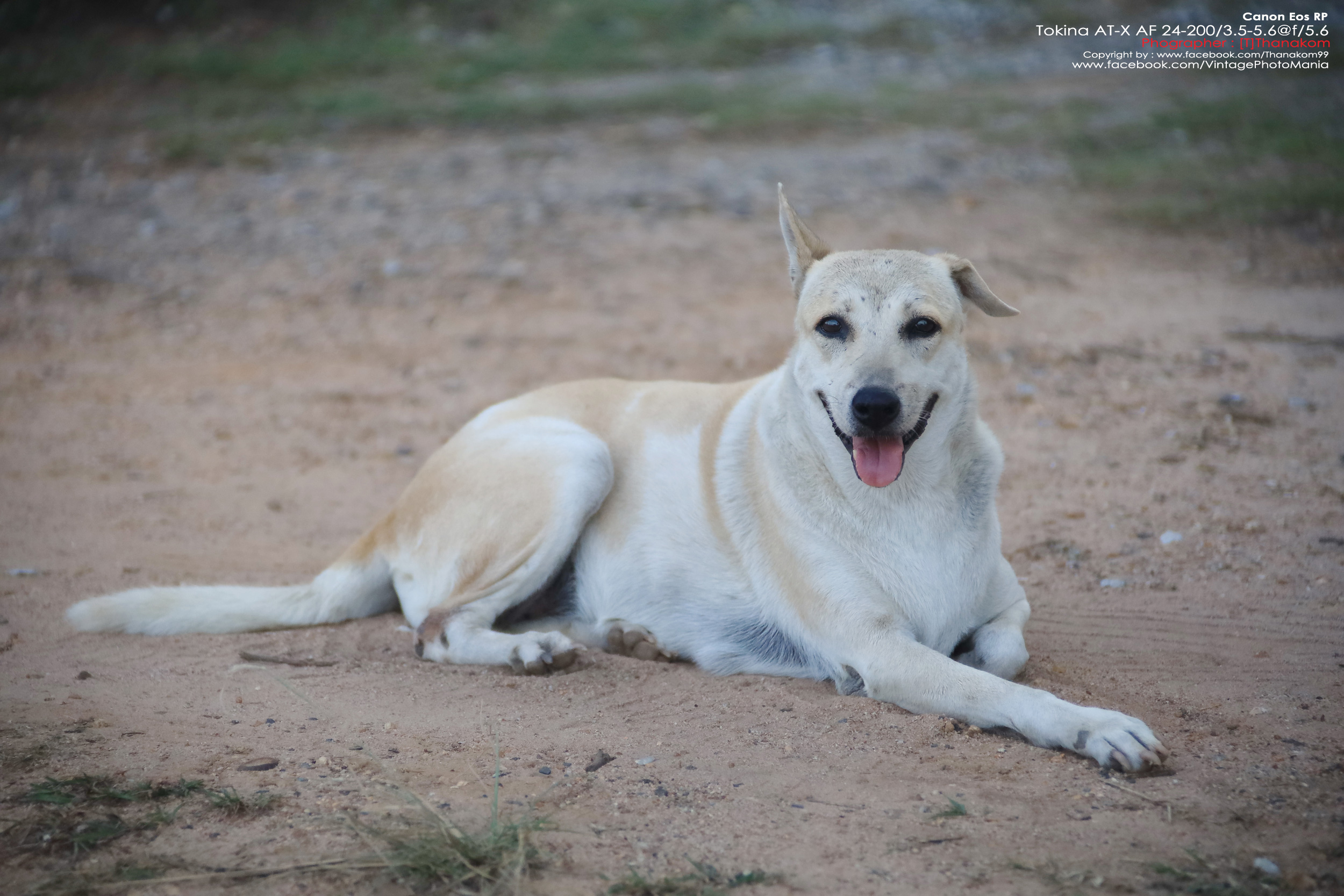 Tokina AT-X AF 24-200/3.5-5.6 Aspherical[IF] *Nikon AF-D Mount เลนส์ครอบจักรวาลรองรับฟูลเฟรม