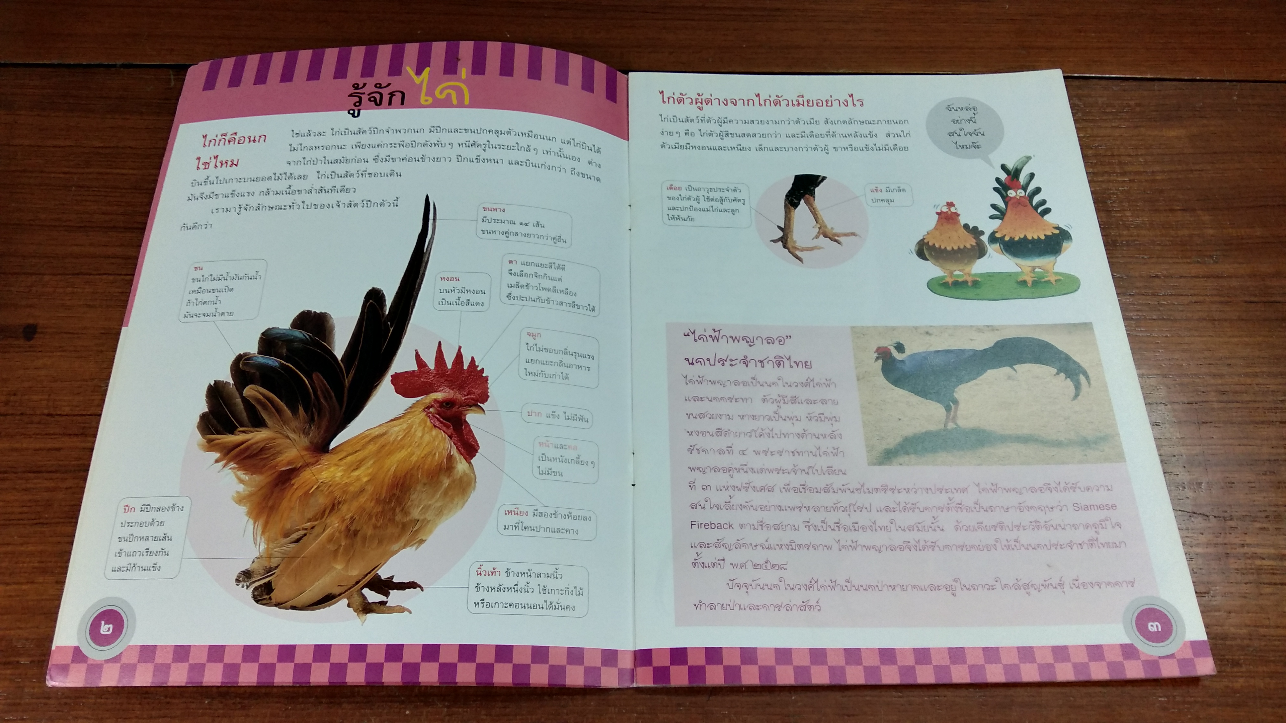 ไก่ไทย