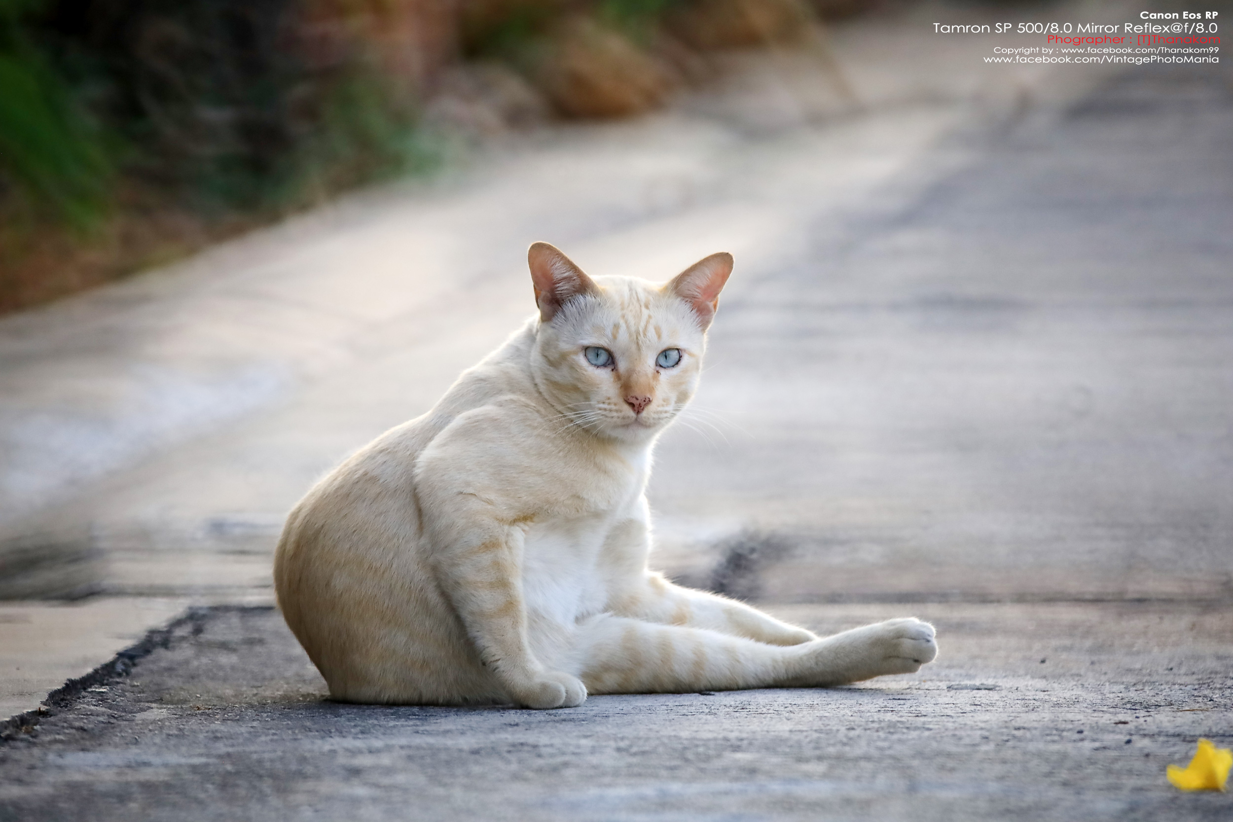 Tamron SP 500/8.0 Mirror Reflex Macro *Canon EF Mount เลนส์ถ่ายไกลสุดๆโบเก้โดนัท