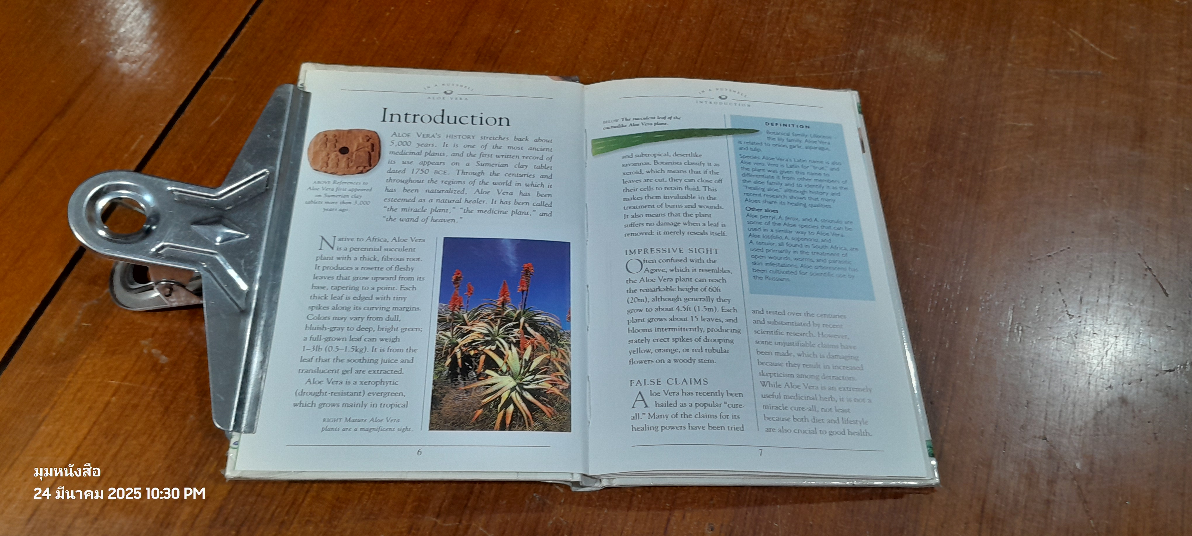 ALOE VERA : JILL ROSEMARY DAVIES