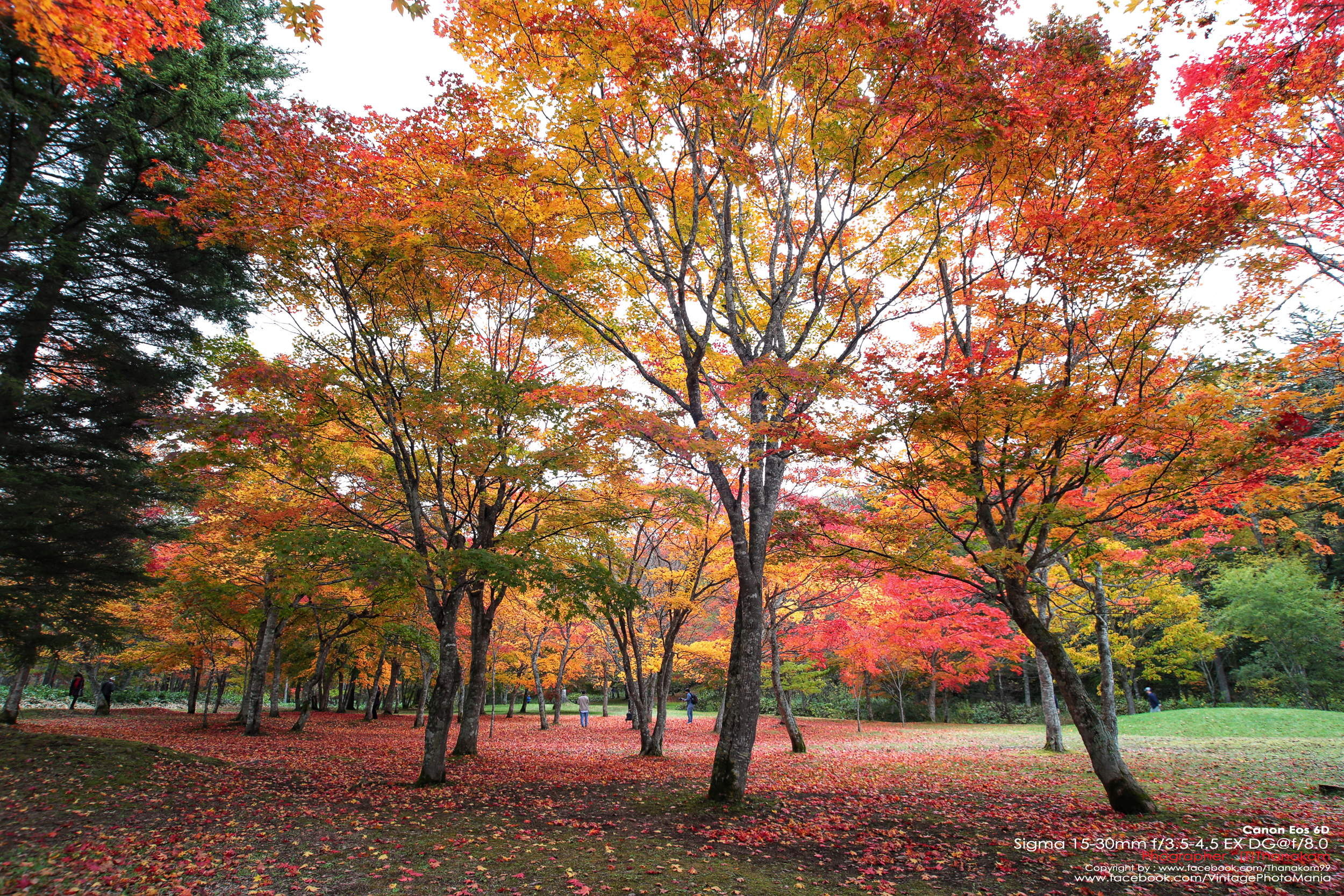 Sigma AF 15-30/3.5-4.5D EX DG Aspherical[IF] *Nikon AF-D Mount เลนส์ไวด์สุดๆรองรับกล้องฟูลเฟรม