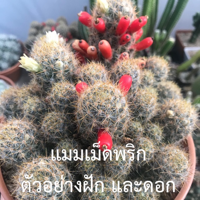 แมมเม็ดพริก Mammillaria Prolifera Cactus