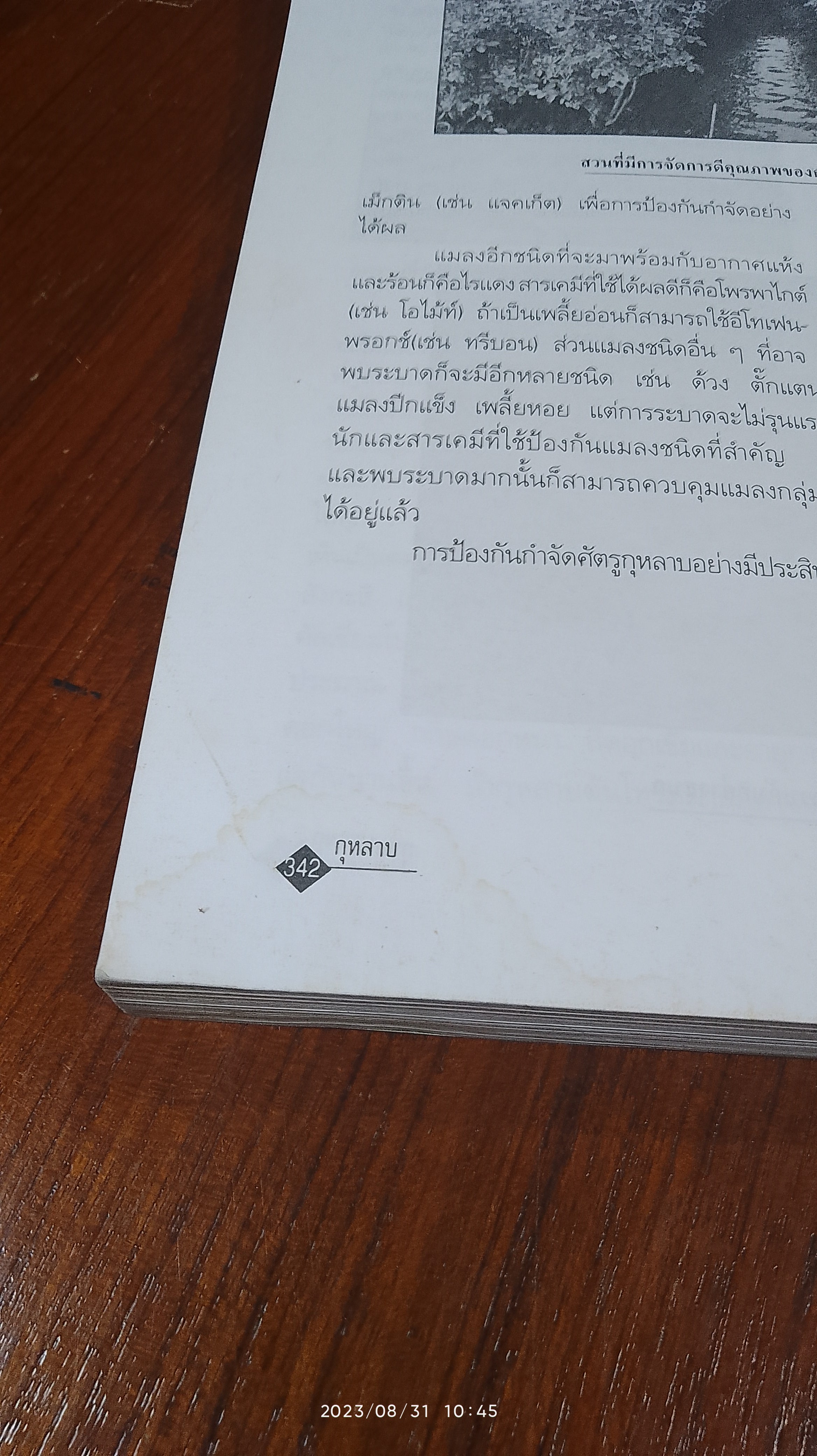 การปลูกกุหลาบยุคใหม่อย่างมืออาชีพ (มีรอยโดนน้ำ) / พจนา นาควัชระ