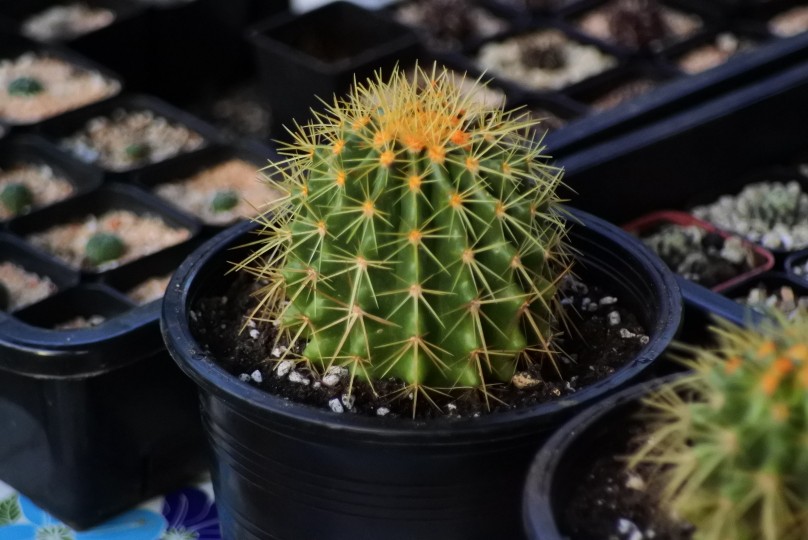 ถังทองขนาด (Echinocactus grusonii) ขนาด 6 - 7 cm.