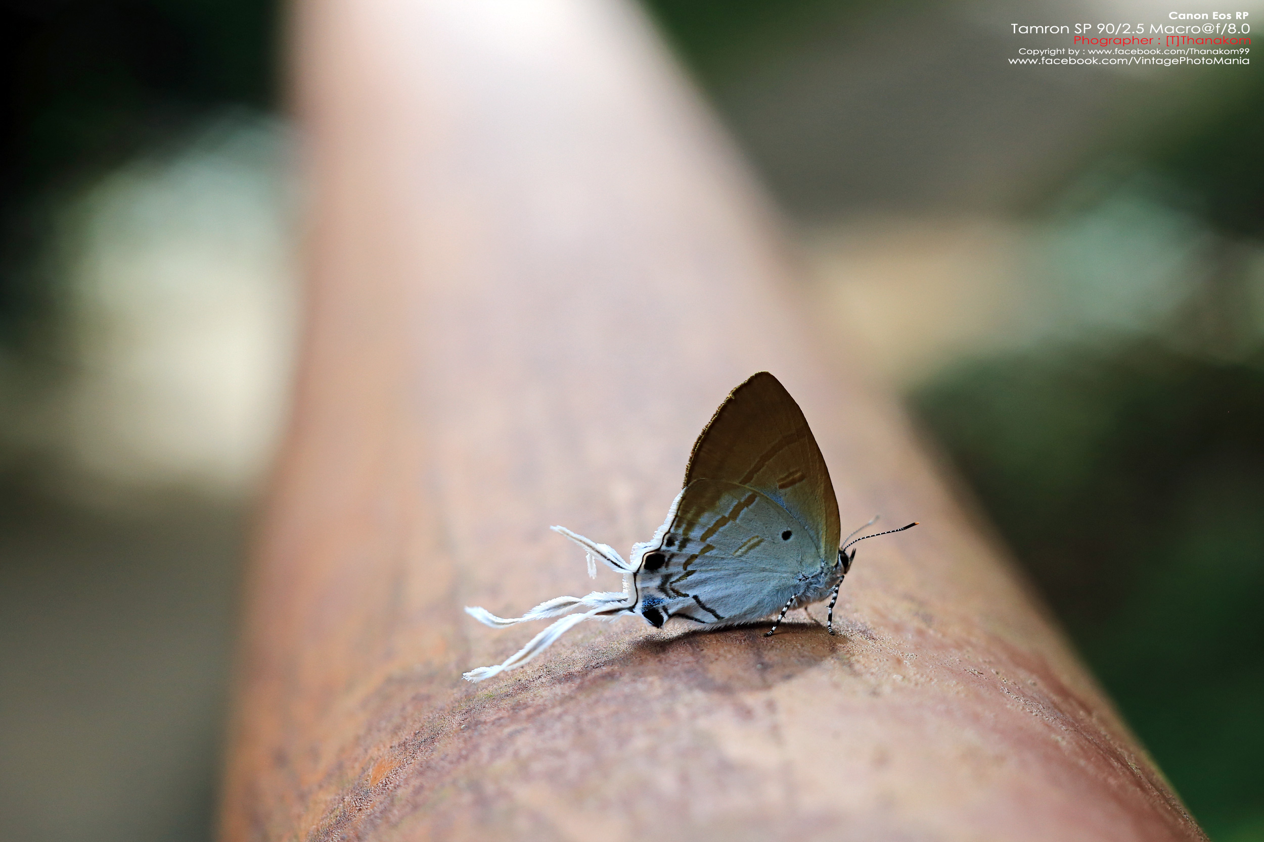 Tamron SP AF 90/2.5 Macro *Sony A-Mount