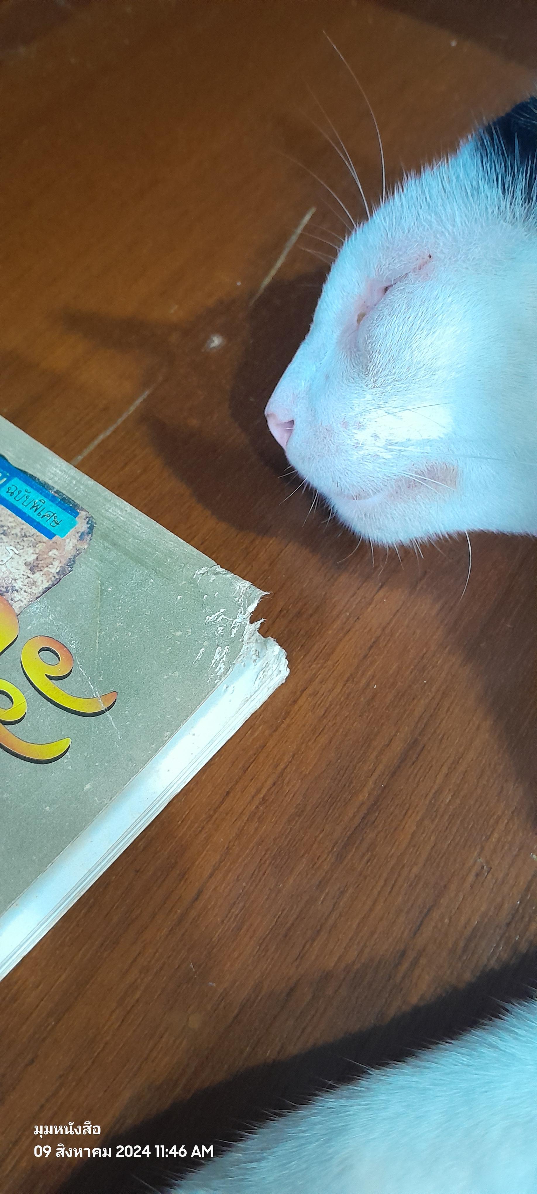 อาณาจักร เจนละ ประวัติศาสตร์อีสานโบราณ (สภาพไม่สมบูรณ์โดนแมวกัด) / รองศาสตราจารย์ ดร.ธิดา สาระยา