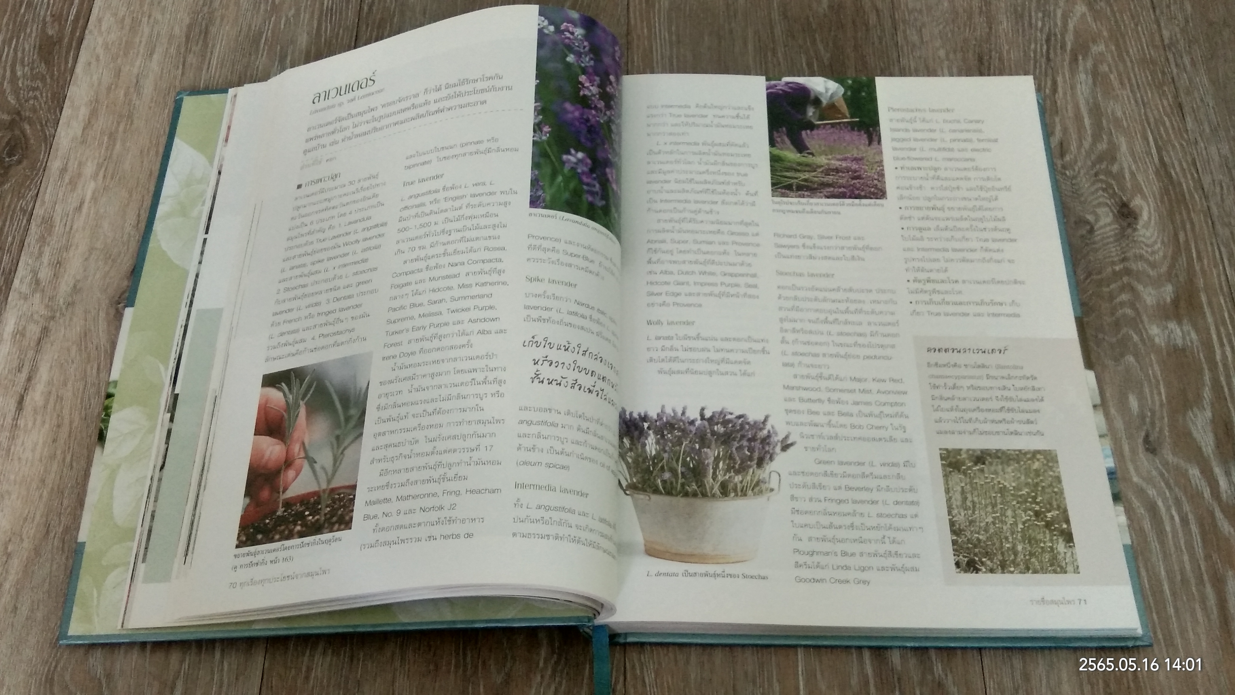 ทุกเรื่องทุกประโยชน์จากสมุนไพร / รีดเดอร์ส ไดเจสท์