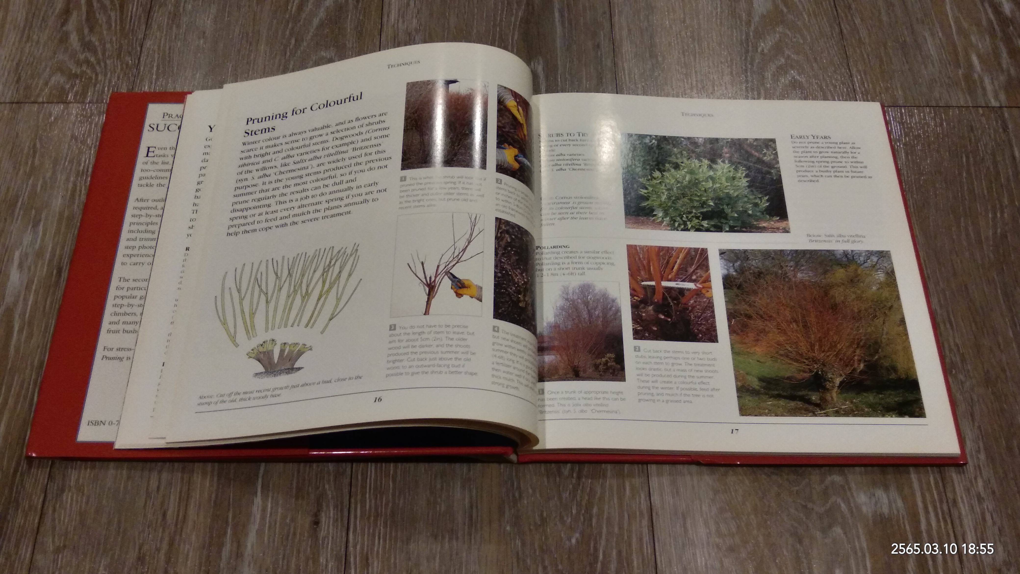 SUCCESSFUL PRUNING / PETER MCHOY