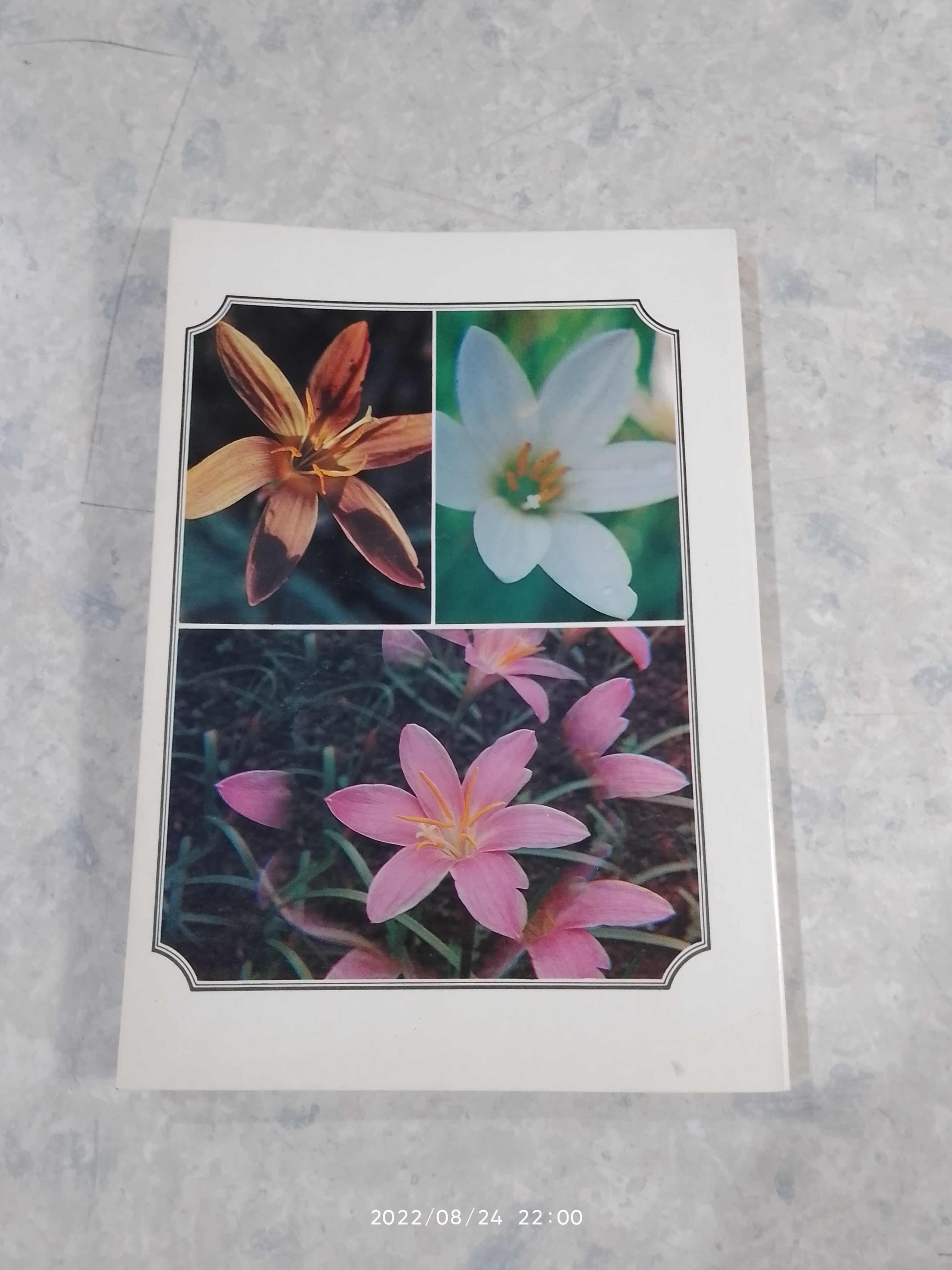 วันต้นไม้ประจำปีแห่งชาติ 2523