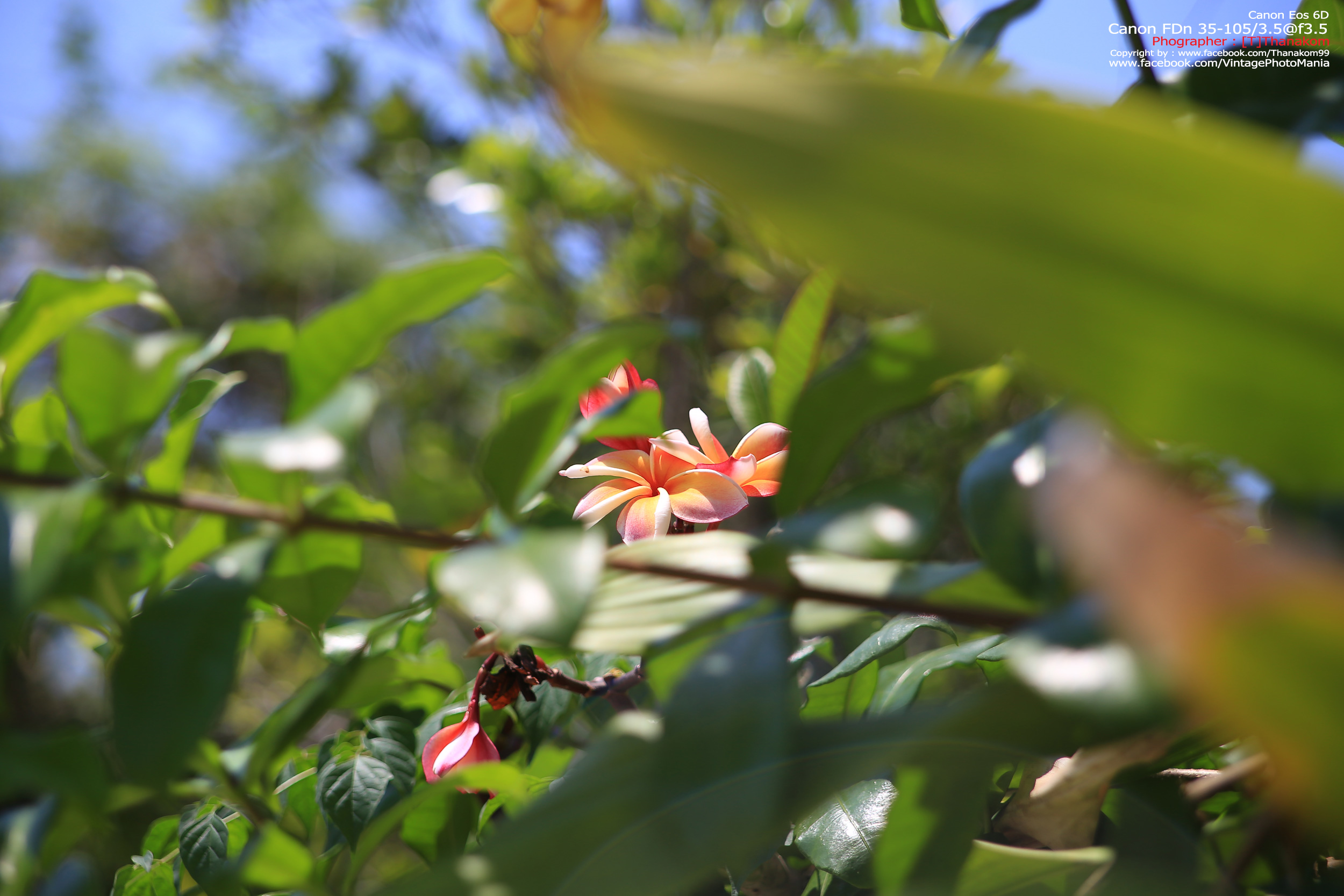 Canon FD 35-105/3.5 *FD Mount เลนส์อเนกประสงค์ไวแสงเอฟไม่ไหล