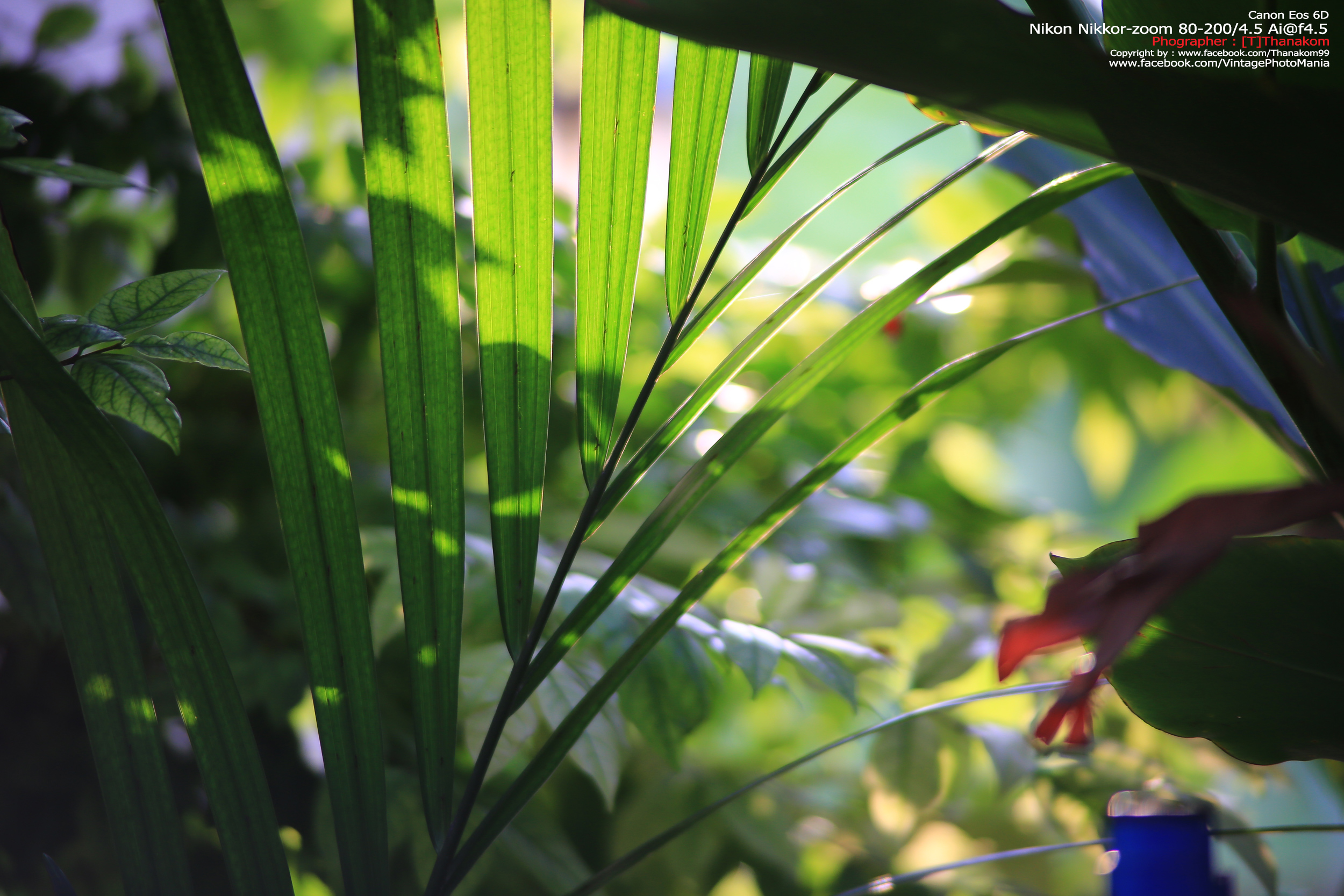 Nikon Zoom-Nikkor.C 80-200/4.5 *Nikon Ai-S Mount