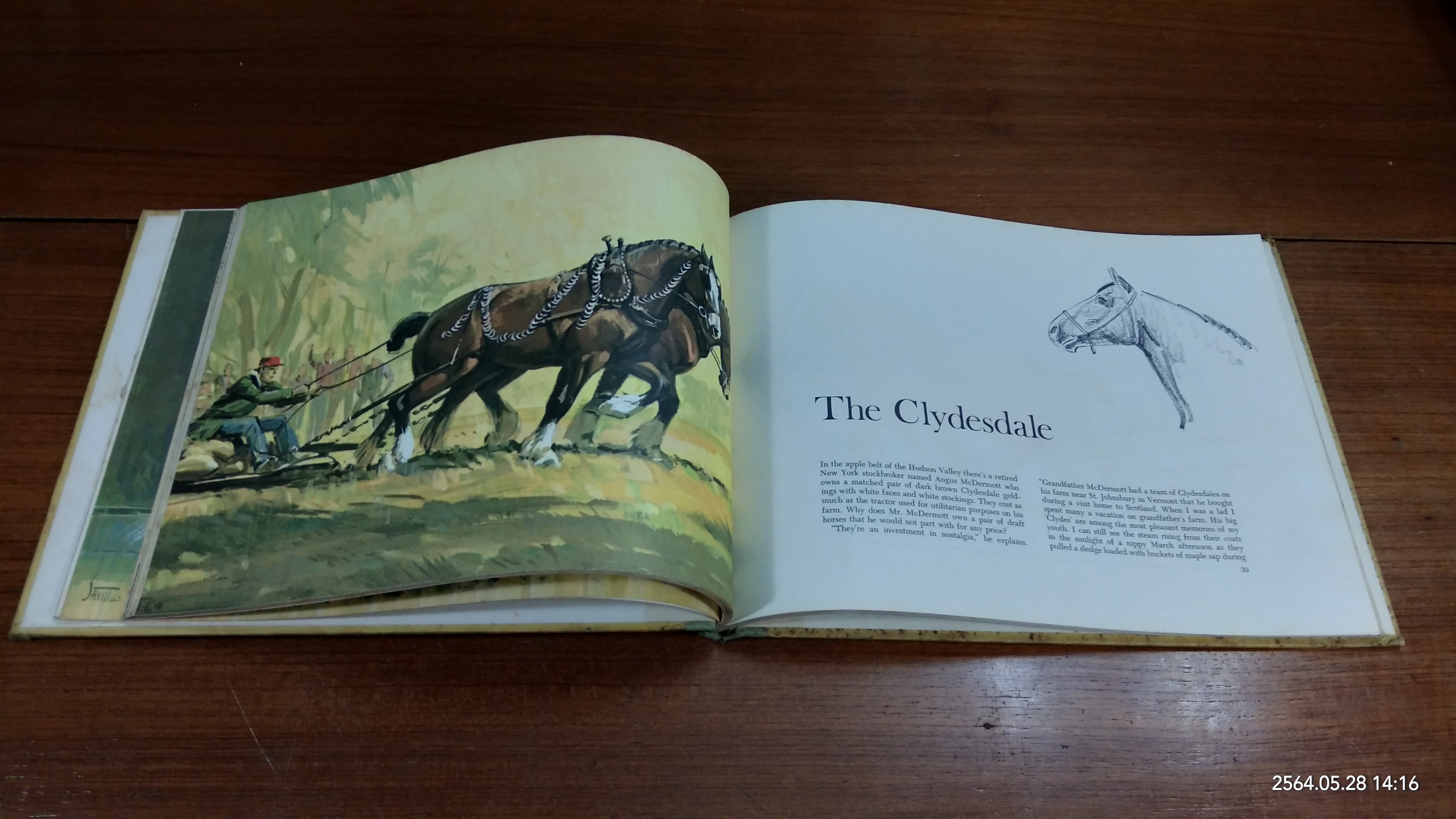 AMERICA'S HORSES / SAM SAVITT