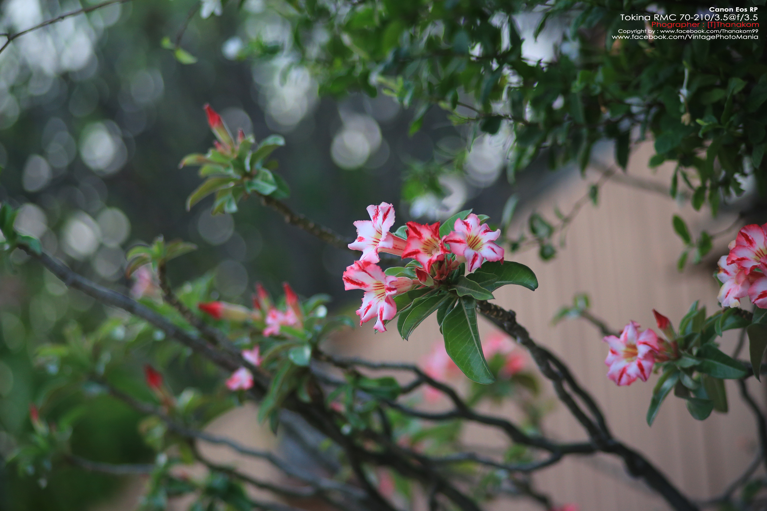 Tokina RMC 70-210/3.5 *Nikon Ai-S Mount เลนส์ไวแสงคมๆโบเก้สวย