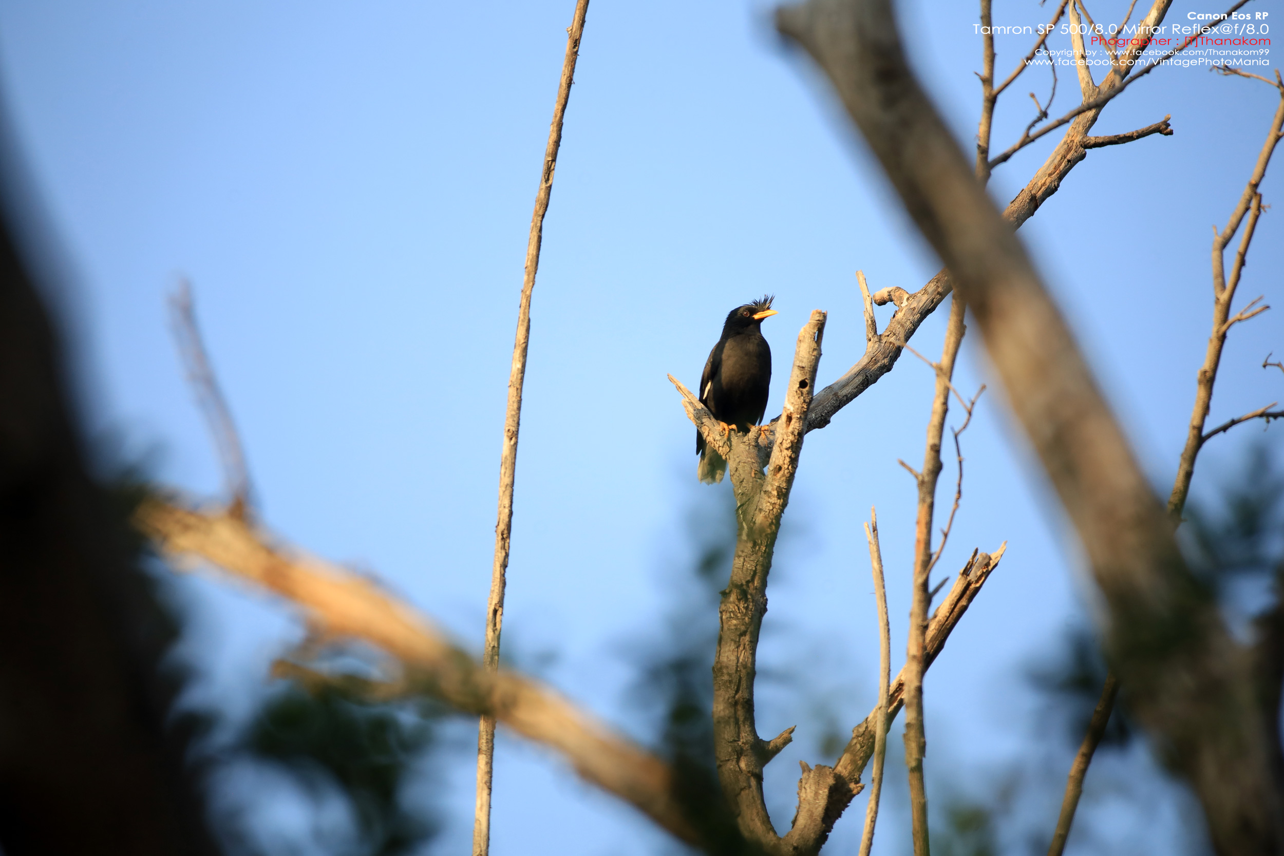 Tamron SP 500/8.0 Mirror Reflex Macro *Canon EF Mount เลนส์ถ่ายไกลสุดๆโบเก้โดนัท
