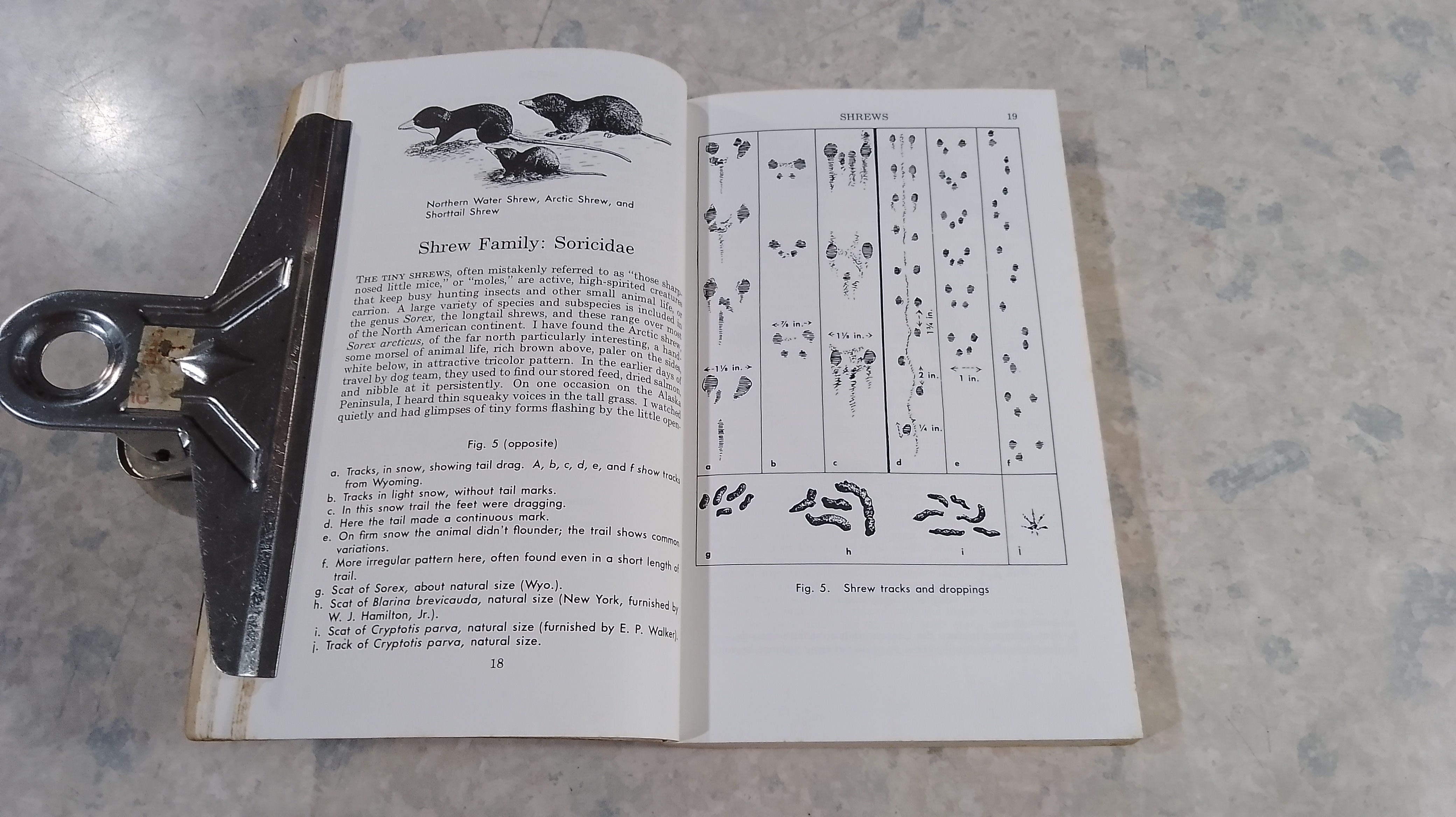 A FIELD GUIDE TO ANIMAL TRACKS / OLAUS J.MURIE