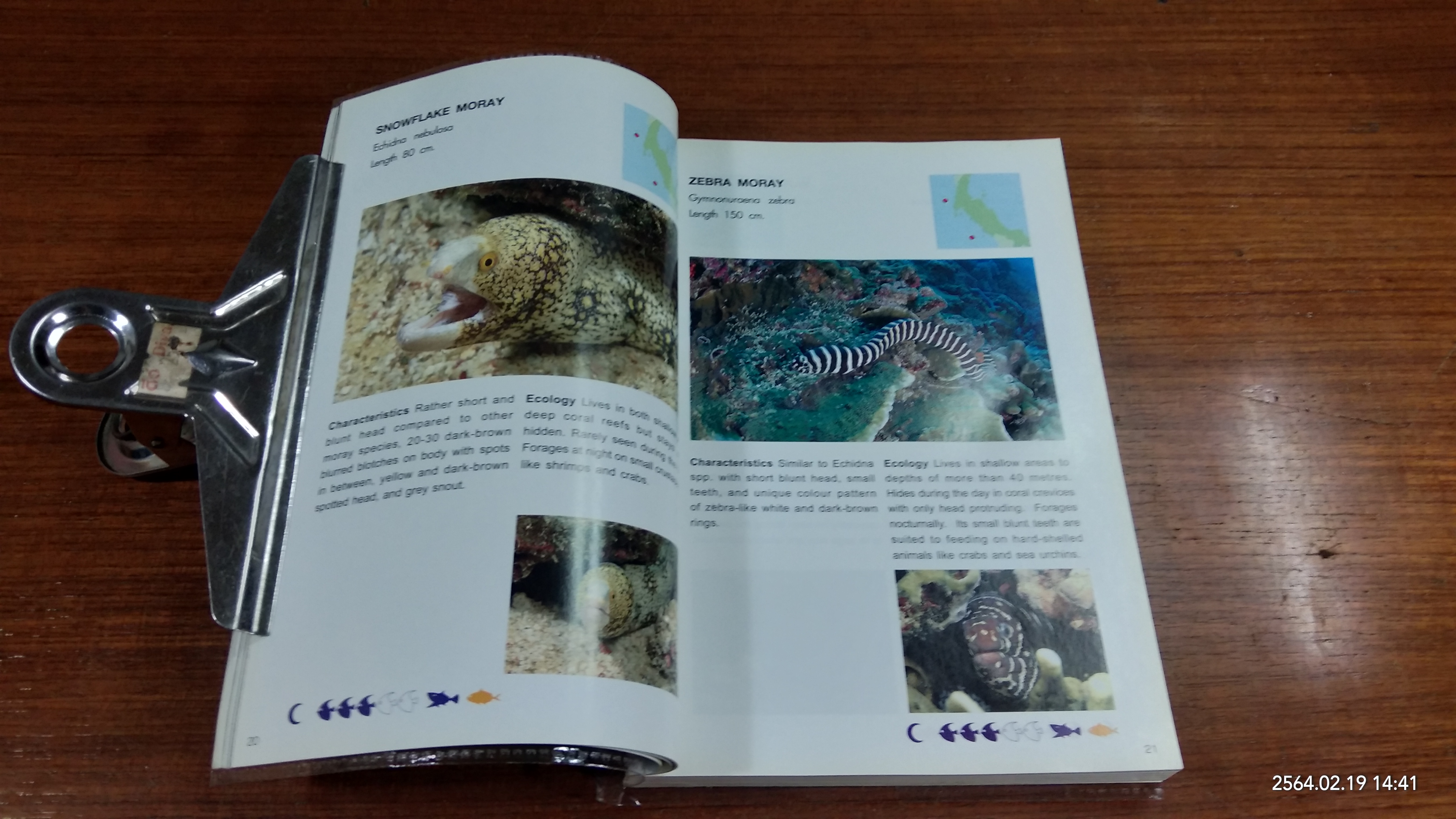 Coral Fish of Thailand / Thon Thamrongnawasawat,Anuwat Saisaeng