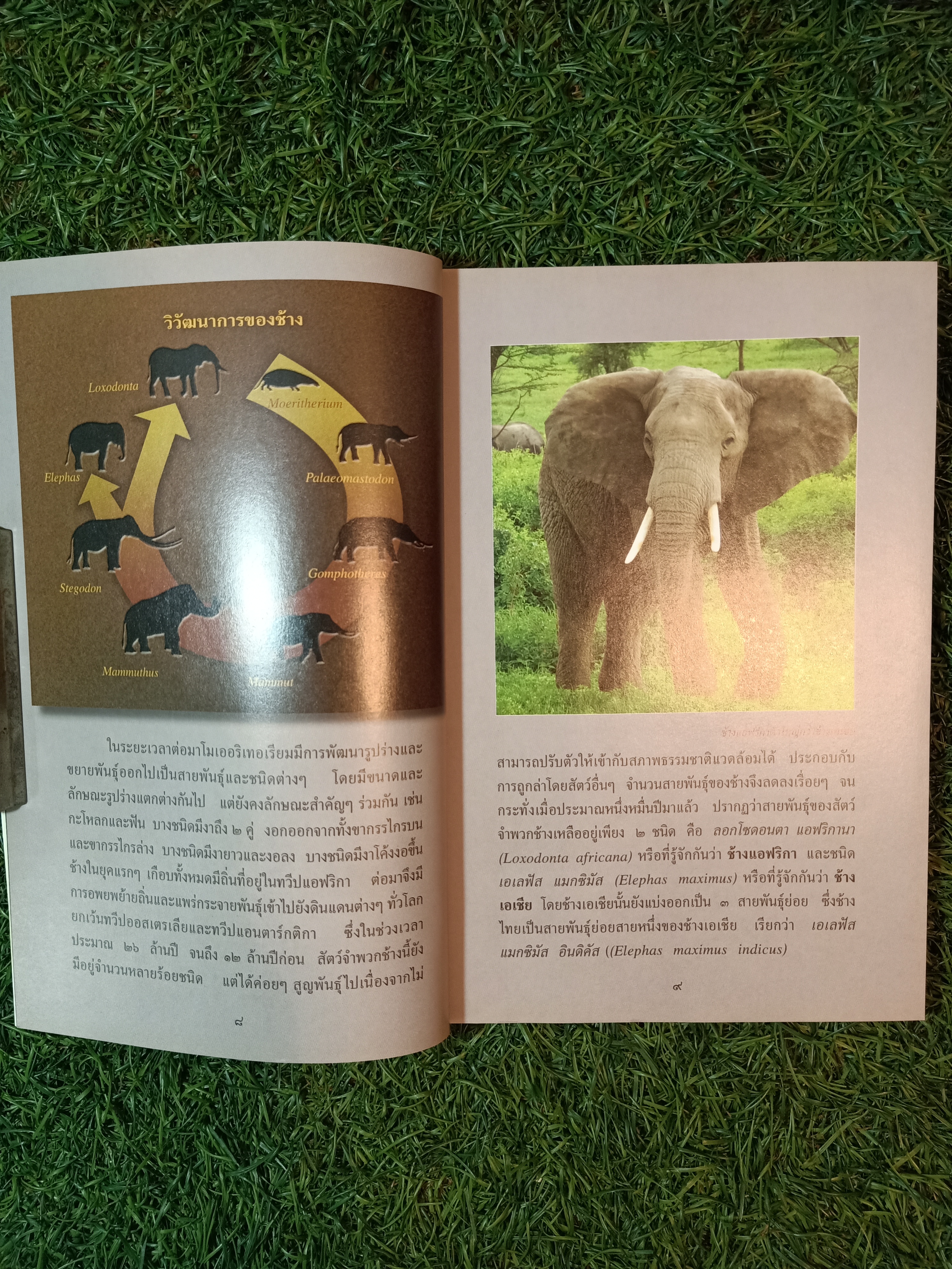 สารานุกรมไทยสำหรับเยาวชน ช้าง ม้า วัวควาย ฉบับเสริมการเรียนรู้ เล่ม ๑๒ / อลงกรณ์ มหรรณพ