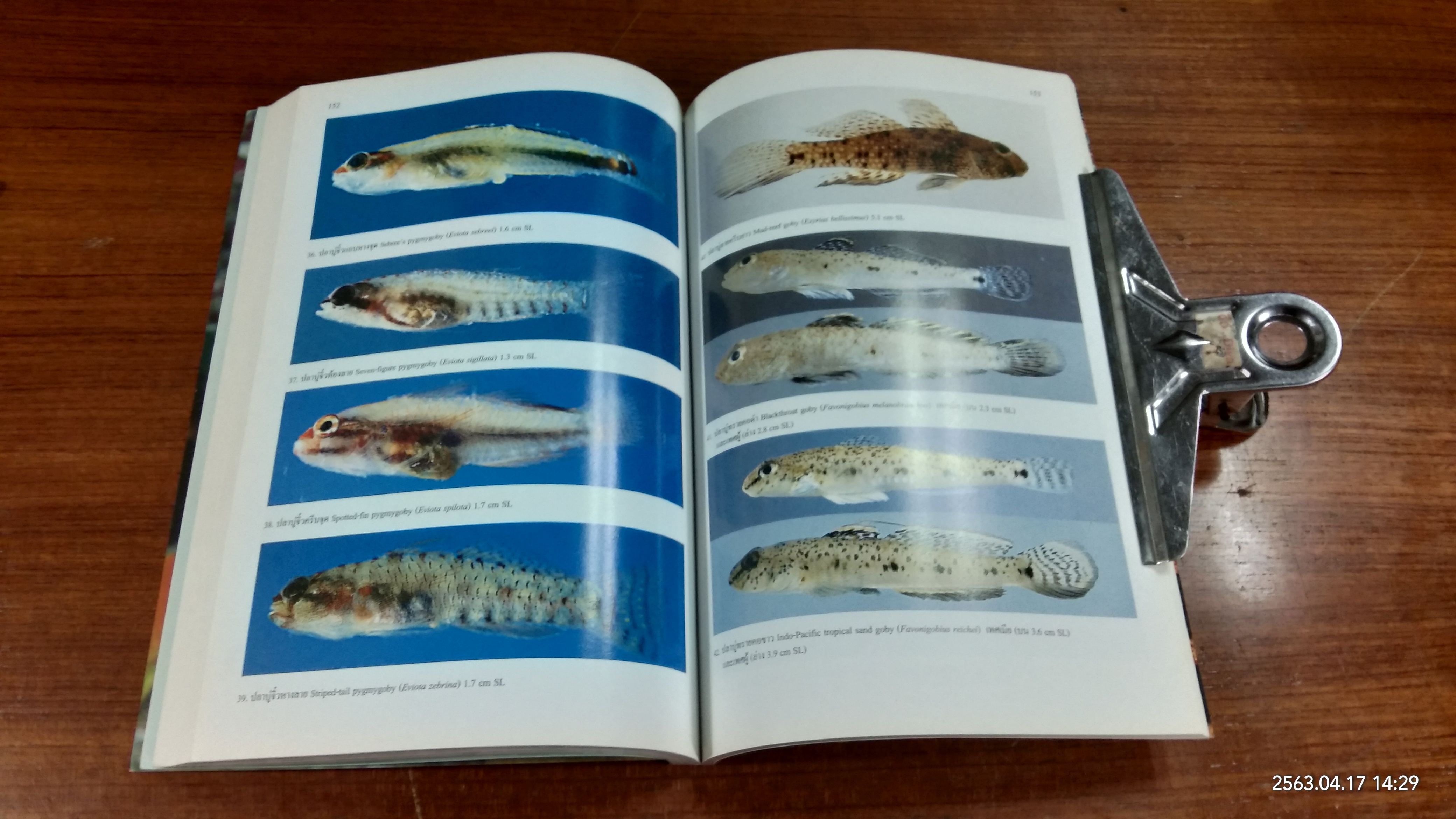 คู่มือปลาในแนวปะการัง ฝั่งทะเลอันดามันของประเทศไทย / กรมทรัพยากรทางทะเลชายฝั่ง